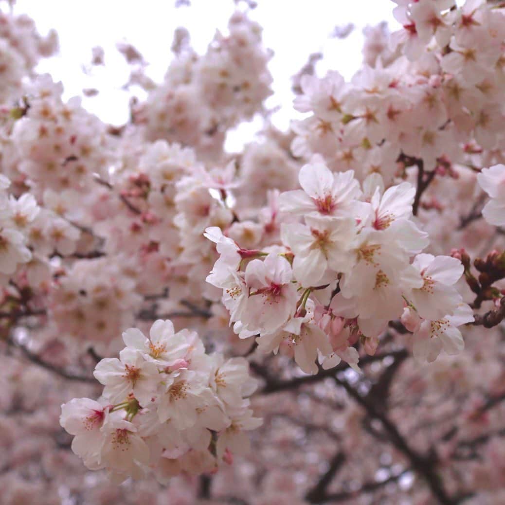 恒松祐里さんのインスタグラム写真 - (恒松祐里Instagram)「🌸 わかなとお花見しました🌸 お料理上手なわかながお弁当を作って来てくれて、 レジャーシートの上でのんびりピクニックお花見🧺🍃 今年は沢山桜が見れたなぁ☺️」4月1日 16時57分 - yuri_tune