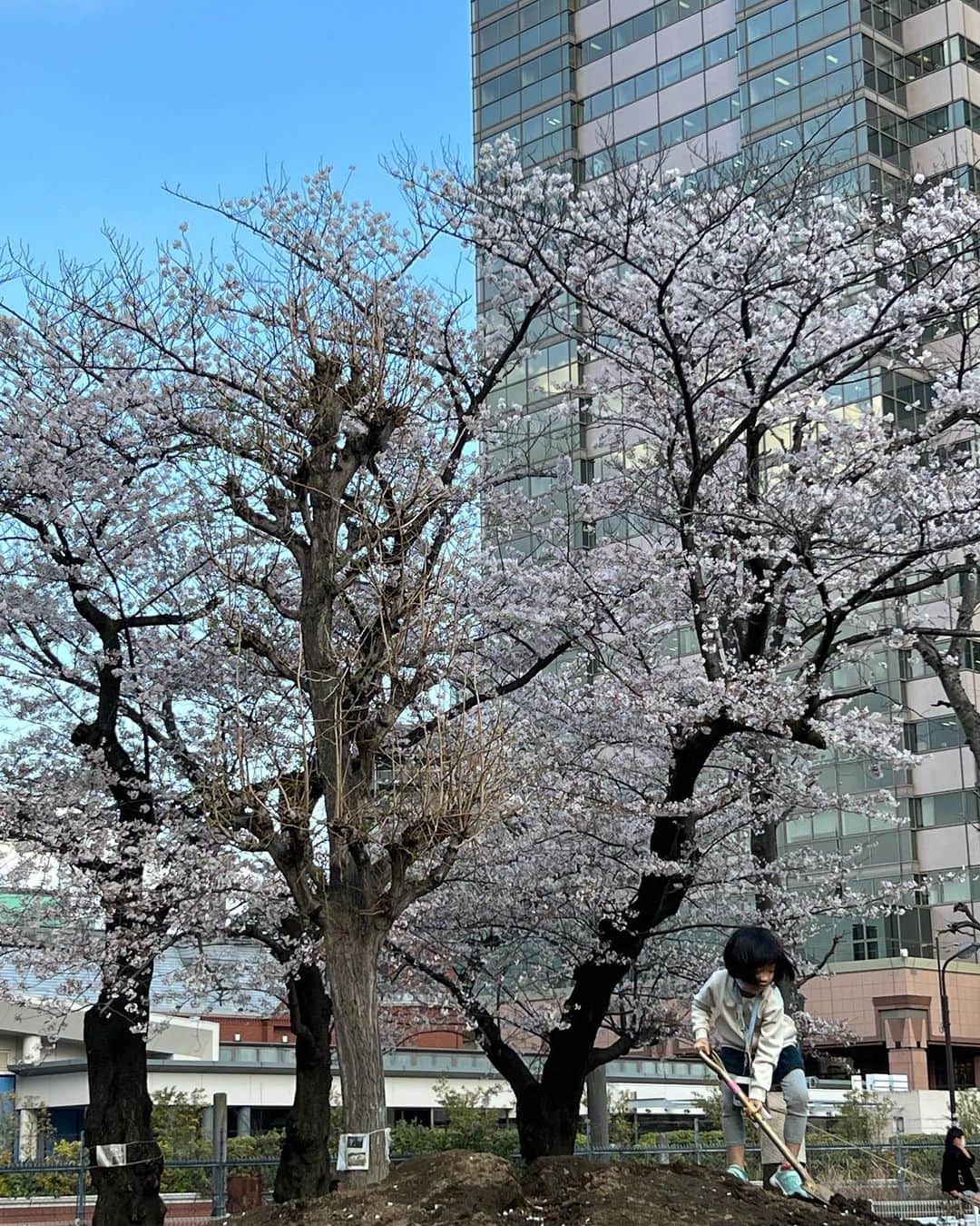 いとうまゆさんのインスタグラム写真 - (いとうまゆInstagram)「#桜2023 四季があるっていいなぁ。 今年は夜桜から雨の日、晴れの日までこまめに何回もお花見できて良かったです。 娘は、出店の食べ物にも夢中でした。🙈💖 #日本の風景 #子育て #育児 #小1」4月1日 16時58分 - itomayu0411