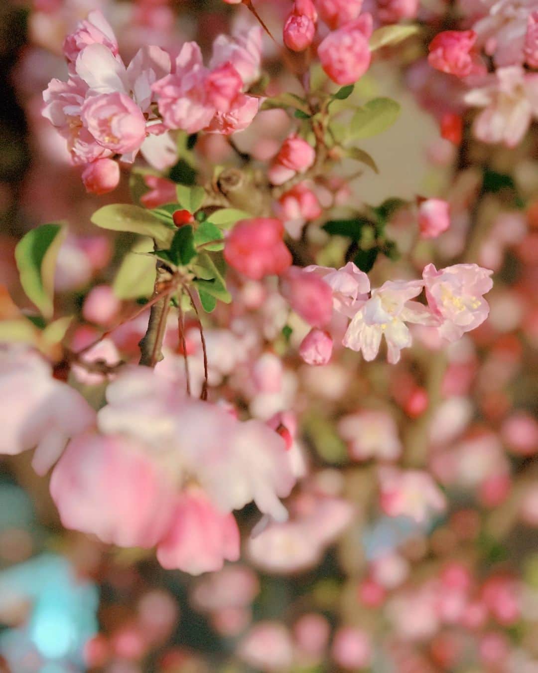 いとうまゆさんのインスタグラム写真 - (いとうまゆInstagram)「#桜2023 四季があるっていいなぁ。 今年は夜桜から雨の日、晴れの日までこまめに何回もお花見できて良かったです。 娘は、出店の食べ物にも夢中でした。🙈💖 #日本の風景 #子育て #育児 #小1」4月1日 16時58分 - itomayu0411