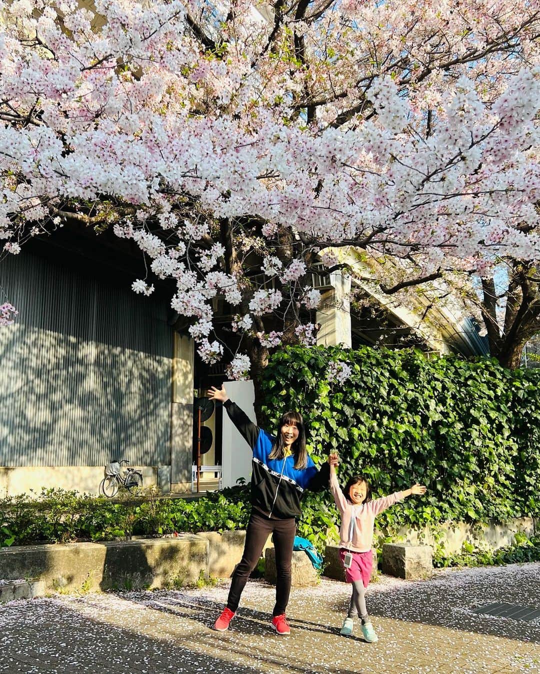 いとうまゆのインスタグラム：「#桜2023 四季があるっていいなぁ。 今年は夜桜から雨の日、晴れの日までこまめに何回もお花見できて良かったです。 娘は、出店の食べ物にも夢中でした。🙈💖 #日本の風景 #子育て #育児 #小1」
