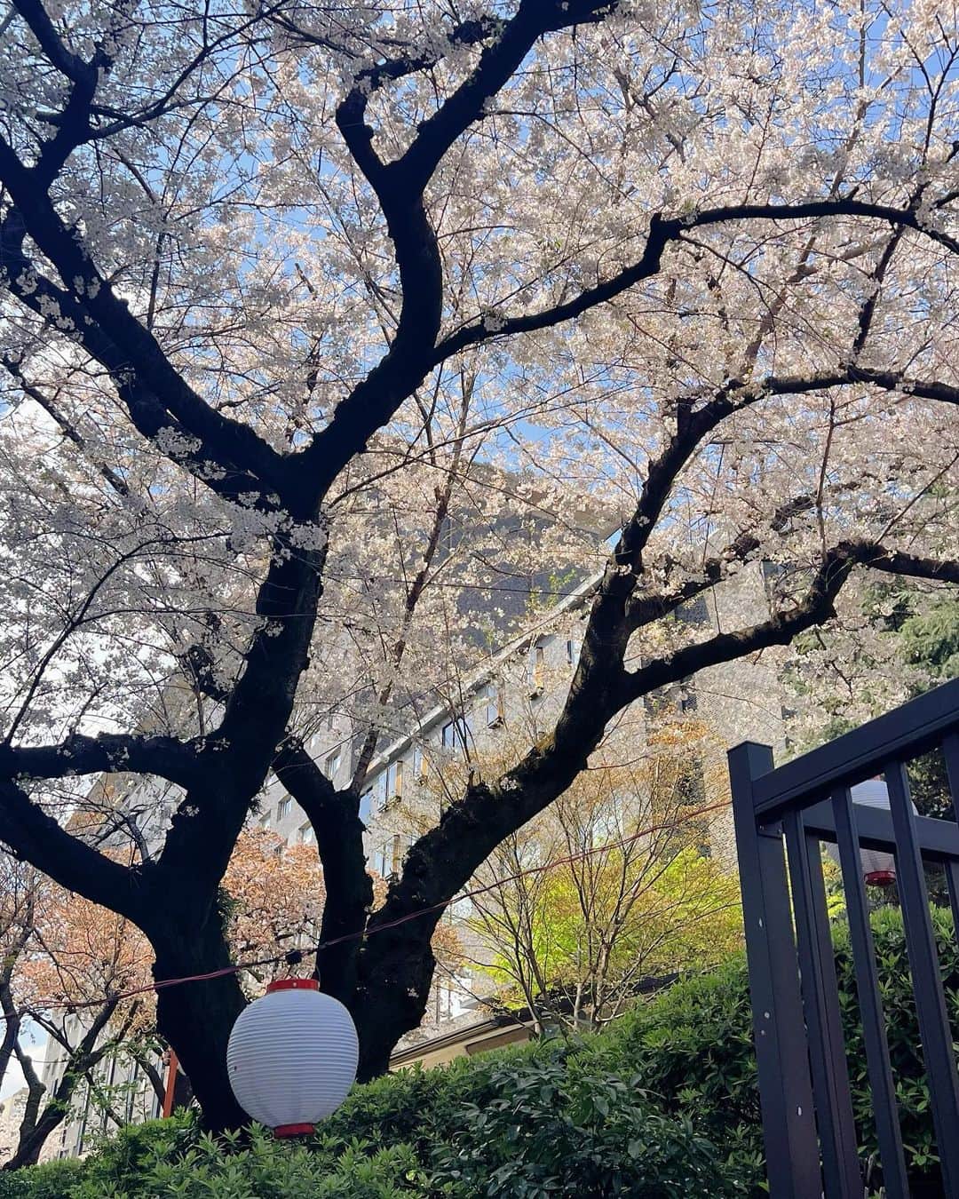新希咲乃さんのインスタグラム写真 - (新希咲乃Instagram)「こたつに入りながら桜が見える桟敷席でランチしたよ𓂃🌸𓈒𓏸  贅沢過ぎてずっとため息出てた😮‍💨 日本大好き！！春大好き！和が年々好きになる。🇯🇵  📍 グランドプリンスホテル高輪 鉄板焼 しゃぶしゃぶ ステーキハウス桂  ここ解放されてる場所があって宿泊やご飯目的じゃなくても 入れるんだけど、かなり穴場だったよ！ 日本庭園と桜が本当に綺麗だから咲いてるうちに行ってみて🌸*･  今年は桜をかなり堪能してるなぁ。 私4月20日生まれで名前が桜になりそうだったらしい🌸笑  @mayumayu1008  @erin_no_insta_desu  ありがとう𓌉◯𓇋   #桟敷席  #グランドプリンスホテル高輪   #ステーキハウス桂  #新希咲乃  #桜  #お花見  #🌸  #Japan  #🇯🇵  #最高」4月1日 16時59分 - niki_sakino