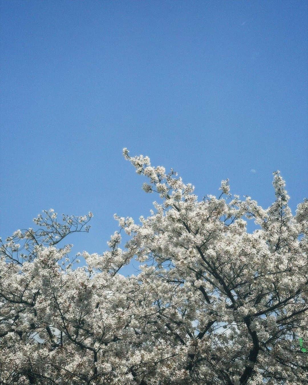 天音里菜さんのインスタグラム写真 - (天音里菜Instagram)「春をたくさん感じてきました𖧧 ˒˒」4月1日 17時10分 - rin_a_mn