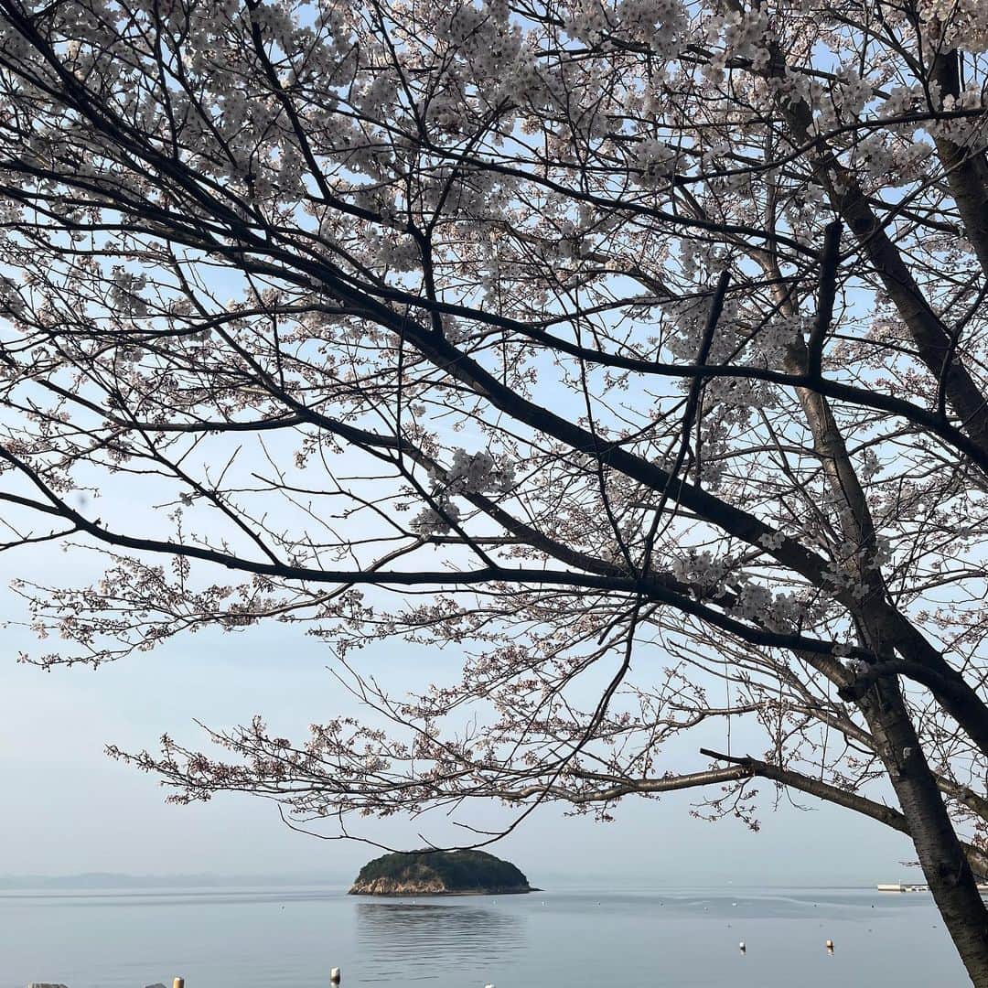 内澤旬子さんのインスタグラム写真 - (内澤旬子Instagram)「枇杷の葉をいただきに島の北側にきました。春爛漫。」4月1日 17時06分 - riprigandpanic