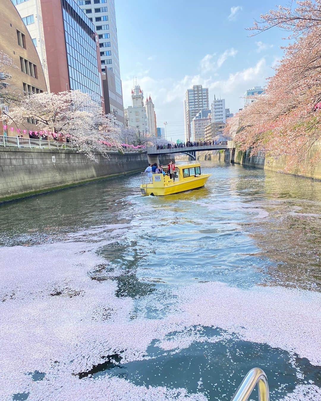 TOKYO WATER TAXIのインスタグラム：「🌸目黒川桜クルーズ🌸 今日は美しい花筏を楽しめました。 大島桜とソメイヨシノの花弁がひらひらと舞い、水面を彩ります。 枝垂れ桜や八重桜はまだ蕾です。  風も穏やかなので、まだしばらくお花見を楽しめます。 ご予約、空き状況は03-6673-2528 東京ウォータータクシーまで お気軽にお問い合わせください🌸✨  #watertaxi  #tokyowatertaxi #桜 #cherryblossom  #flowers  #spring  #花筏 #目黒川 #五反田 #品川区 #乗り合いプチクルーズ #お花見スポット  #東京観光  #チャーター #天王洲アイル #目黒雅叙園 #japan #tokyo #meguroriver」