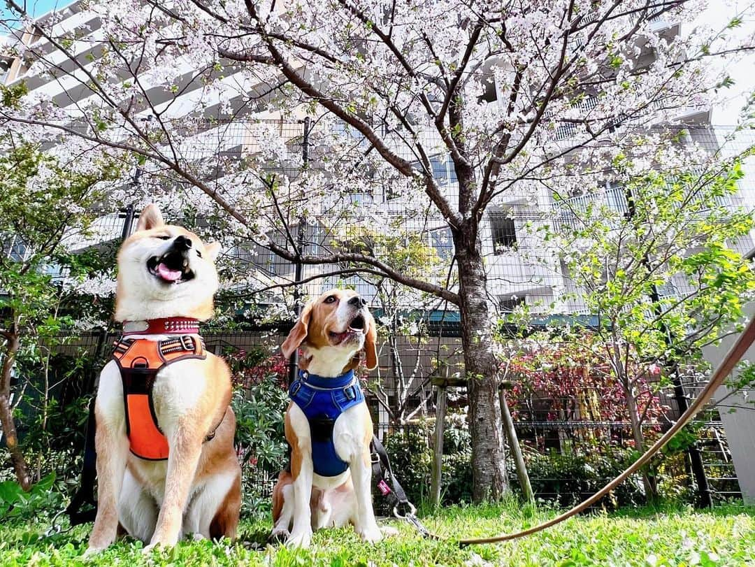 【公式】福岡ECO動物海洋専門学校さんのインスタグラム写真 - (【公式】福岡ECO動物海洋専門学校Instagram)「犬飼育クラブの学生達と近くの公園までお花見に行ってきました🌸🌸  天気も良くお花見日和になりました☺️✨  #福岡eco #福岡eco動物海洋専門学校 #花見 #柴犬 #ビーグル #日本スピッツ #ダックスフンド #いぬのいる暮らし」4月1日 17時17分 - fukuokaeco