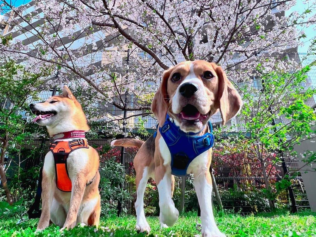 【公式】福岡ECO動物海洋専門学校のインスタグラム：「犬飼育クラブの学生達と近くの公園までお花見に行ってきました🌸🌸  天気も良くお花見日和になりました☺️✨  #福岡eco #福岡eco動物海洋専門学校 #花見 #柴犬 #ビーグル #日本スピッツ #ダックスフンド #いぬのいる暮らし」