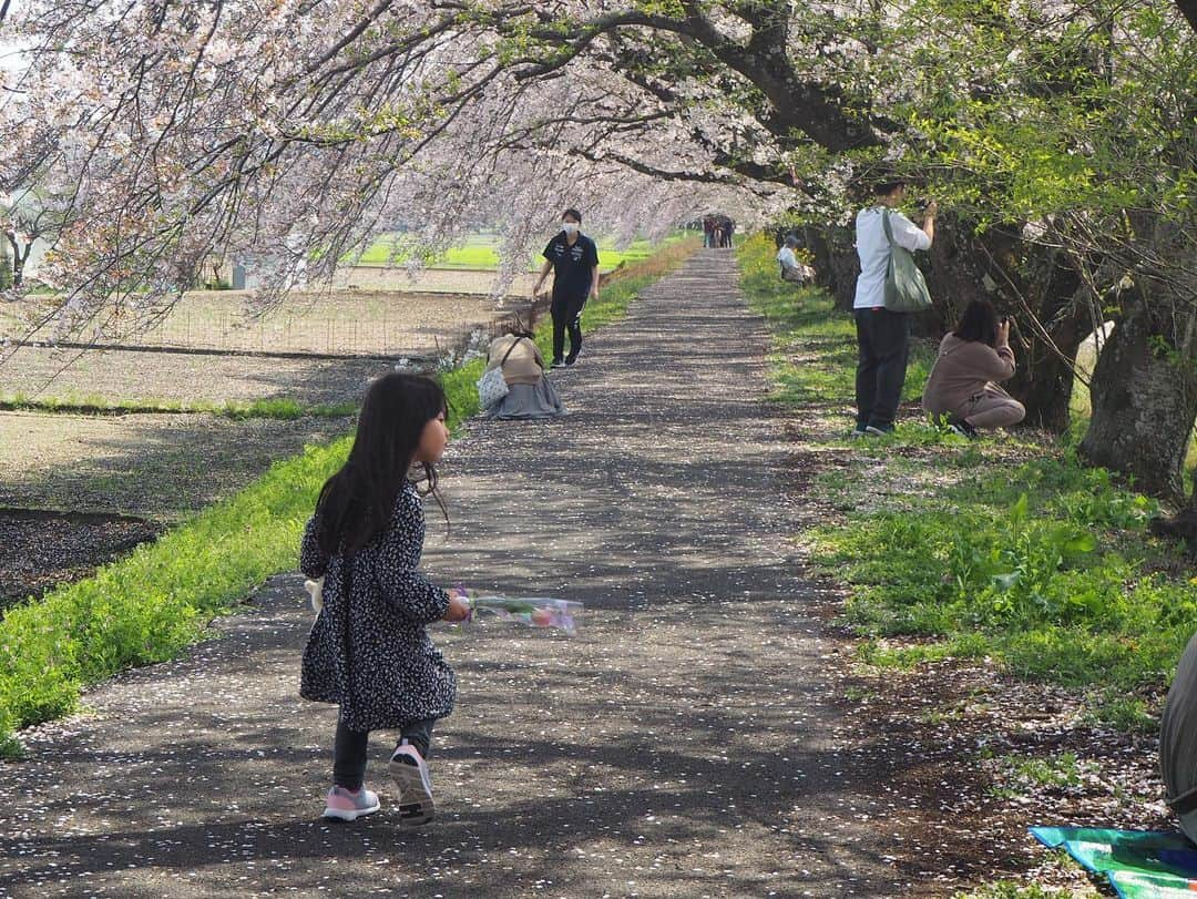 小川あゆ美さんのインスタグラム写真 - (小川あゆ美Instagram)「今年はお天気がよくて、お弁当を持って花見🌸  @studio_solph さんに素敵なお写真も撮ってもらいました。 データが届くのが楽しみ🌿  3歳さんももう終わり。小さなおててももう会えない。  散る桜を眺めるように、また来年も観られるしね、くらいの余裕な気持ちで子育てできたらいいのに。   #愛おしさ と #切なさ と #ちょっとの後悔 #sakura #お花見ピクニック #栃木 #お花見  #花びらあつめ #栃木市 #桜 #エイプリルフール だった #もうすぐ新年度 #ぐずぐずしないで #あとは進むのみ #離任式 後だから #気分がおセンチ #3歳女の子 #子育てぐらむ #育児を楽しむ #スイートピー は お別れの香り #桜フォト撮影会 #全データ買っちゃうんだろうな…」4月1日 17時21分 - ayumi_2192