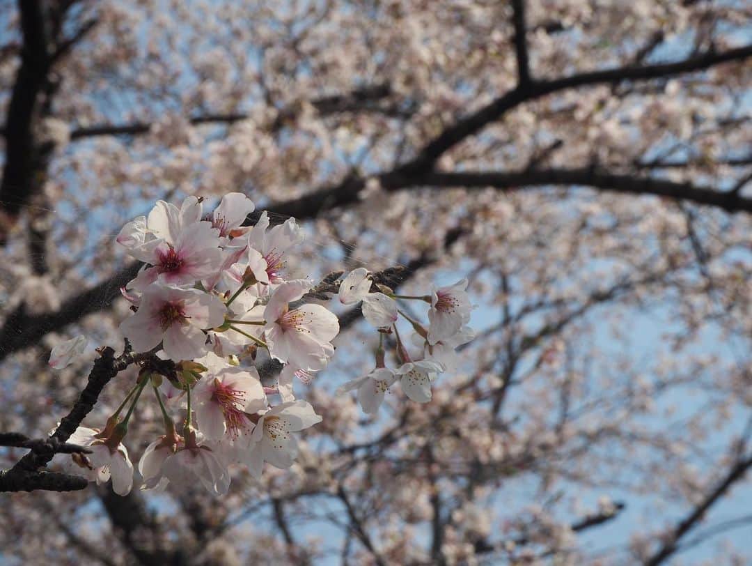 小川あゆ美さんのインスタグラム写真 - (小川あゆ美Instagram)「今年はお天気がよくて、お弁当を持って花見🌸  @studio_solph さんに素敵なお写真も撮ってもらいました。 データが届くのが楽しみ🌿  3歳さんももう終わり。小さなおててももう会えない。  散る桜を眺めるように、また来年も観られるしね、くらいの余裕な気持ちで子育てできたらいいのに。   #愛おしさ と #切なさ と #ちょっとの後悔 #sakura #お花見ピクニック #栃木 #お花見  #花びらあつめ #栃木市 #桜 #エイプリルフール だった #もうすぐ新年度 #ぐずぐずしないで #あとは進むのみ #離任式 後だから #気分がおセンチ #3歳女の子 #子育てぐらむ #育児を楽しむ #スイートピー は お別れの香り #桜フォト撮影会 #全データ買っちゃうんだろうな…」4月1日 17時21分 - ayumi_2192