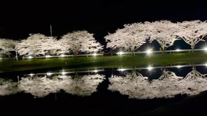 岡部亜紀のインスタグラム：「また来年🌸  #いすみ市 #礼森さくら街道 #カエルの合唱 #田んぼの水鏡 #夜桜 #夜桜ライトアップ」