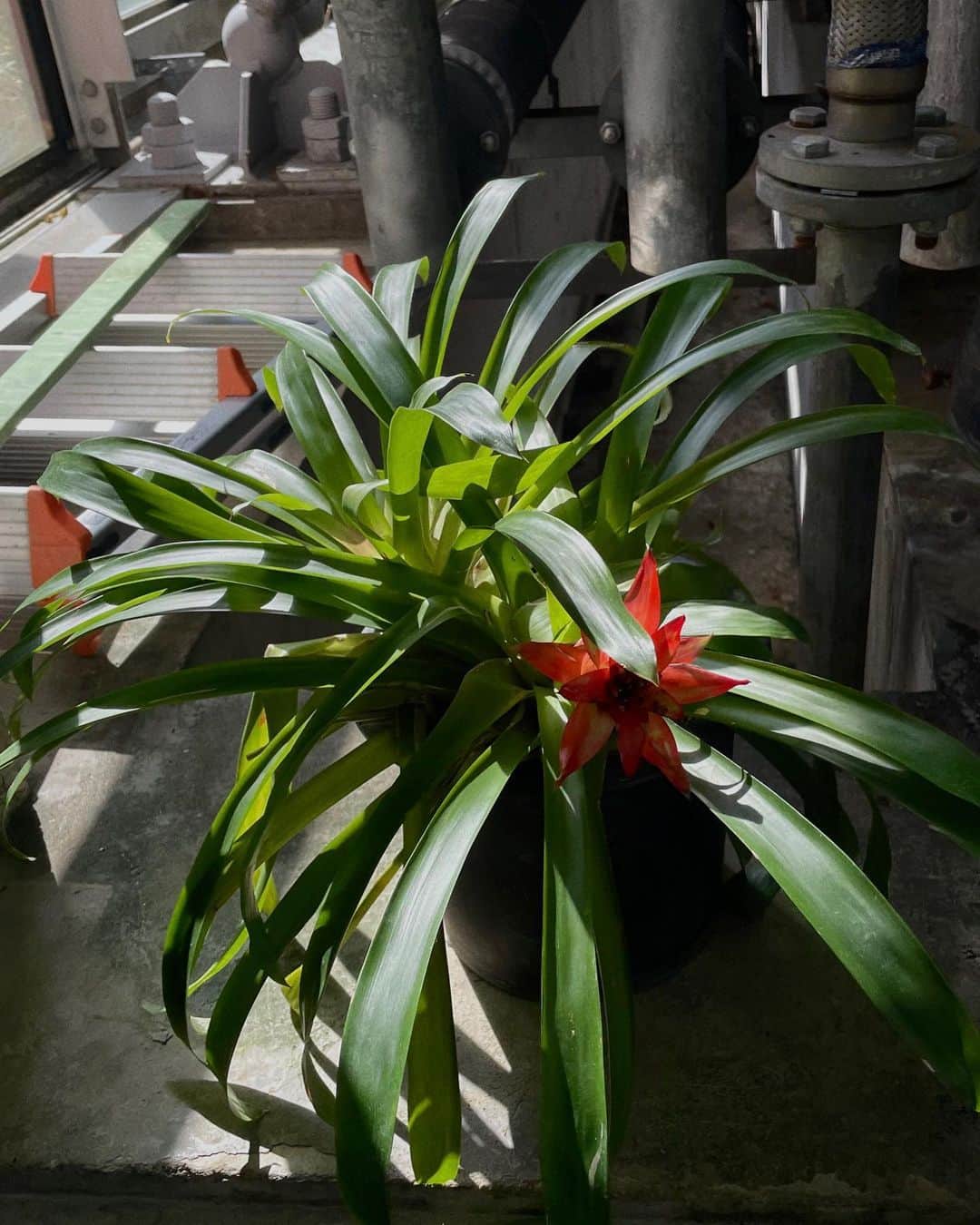 大澤実音穂さんのインスタグラム写真 - (大澤実音穂Instagram)「🎾🐊🥤🛝💧 植物かっこいいな…！」4月1日 17時29分 - ______mineho