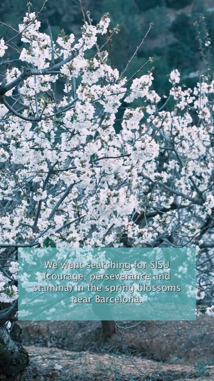 Nicanor Garcíaのインスタグラム：「Searching for SISU (courage, perseverance and stamina) in the spring blossoms near Barcelona 🌸 This is the Finnish concept of never giving up, especially after any failure or ending in your life. We may secretly be Finns because this idea resonates so much with us✨ This is our entry to join the Masterclass of Happiness offered by Finland, the happiest country in the world for the 6th year in a row! After an unusual period of time, it would be amazing to learn from the masters themselves!! Of course, the whole point would be to share the Finnish wisdom with you, dear friends. @studioshuko @nicanorgarcia #cherryblossoms #sisu #FindYourInnerFinn #VisitFinland @ourfinland #sakura #hanami #桜 #花見　 🌸 This was our first time going out to look for cherry blossoms near Barcelona. It turns out that Sant Climent de Llobregat has enchanted hillsides full of the delicate flowers! #Barcelona #Catalonia #Spain」