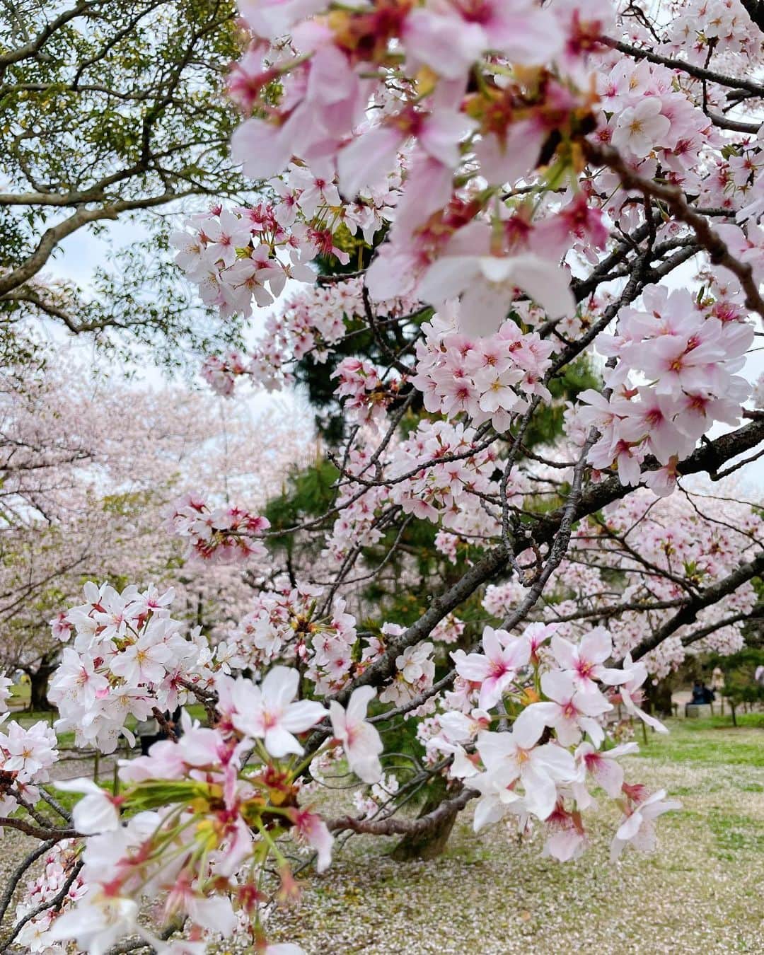 のインスタグラム：「Spring has come🌸 My most favorite season 春 1番好きな季節はこの先もずっと変わらないネ。 #spring」