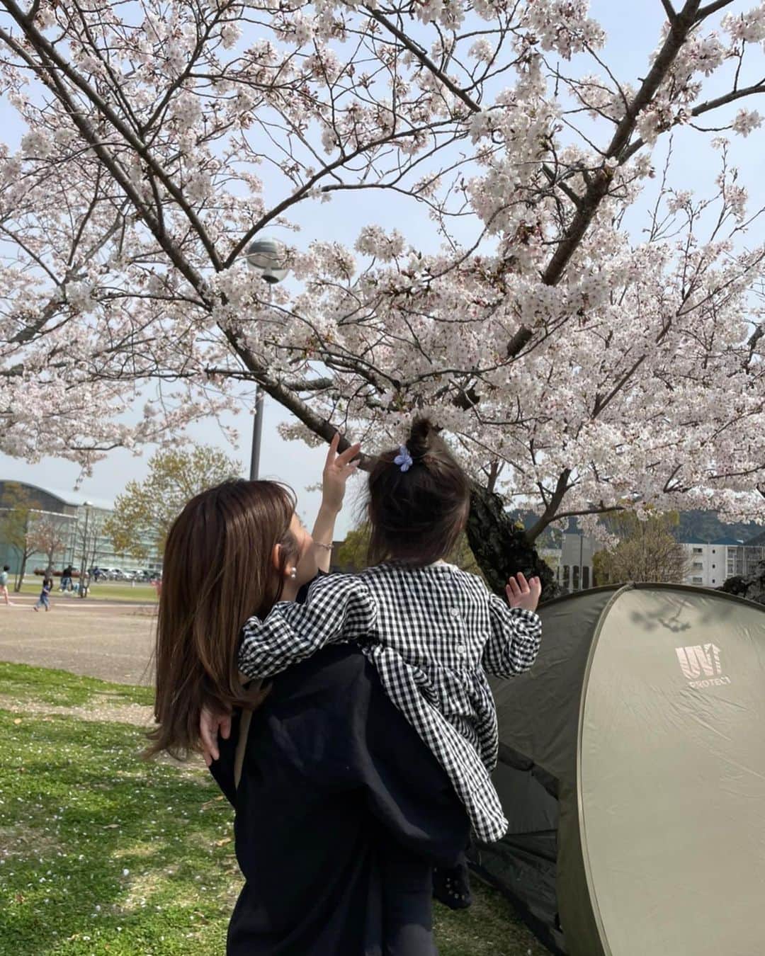 畠中清羅 のインスタグラム：「_  今年はもう花見予定なかったけど なんだかんだ今日も明日も見れそう🌸  元気いっぱいに咲いてる桜は 元気をもらえますね🙋‍♀️  お花で四季を感じられて幸せ🤍  日中は暑くなってきたので 水分補給を忘れずに✍️  #3歳#女の子#女の子ママ#親子」