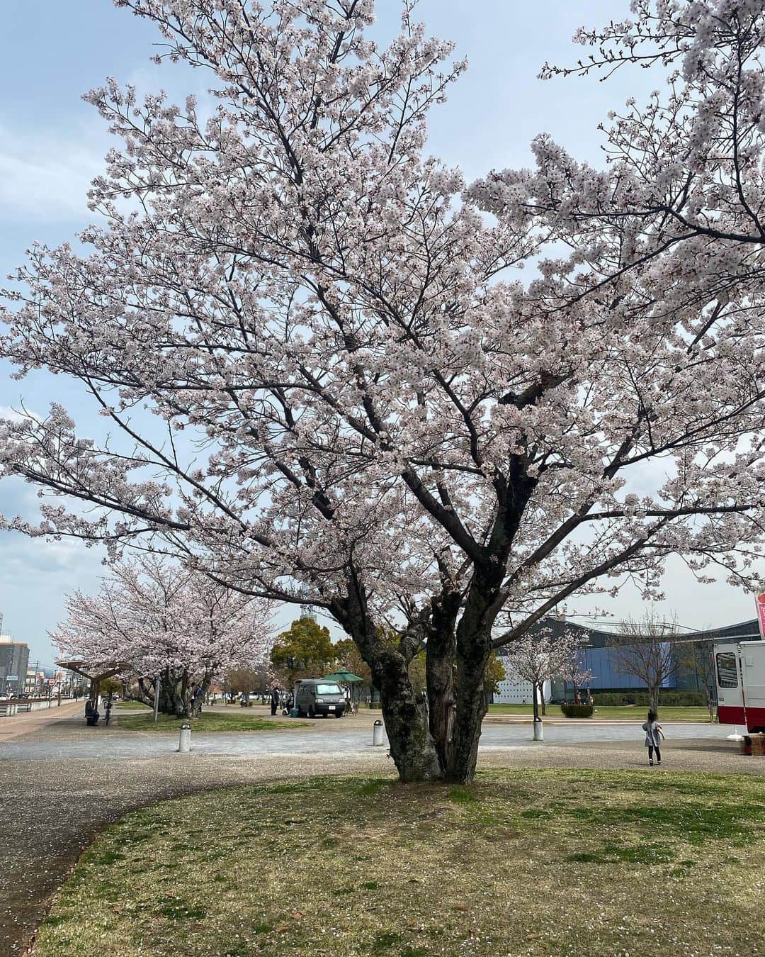 畠中清羅 さんのインスタグラム写真 - (畠中清羅 Instagram)「_  今年はもう花見予定なかったけど なんだかんだ今日も明日も見れそう🌸  元気いっぱいに咲いてる桜は 元気をもらえますね🙋‍♀️  お花で四季を感じられて幸せ🤍  日中は暑くなってきたので 水分補給を忘れずに✍️  #3歳#女の子#女の子ママ#親子」4月1日 17時43分 - seira_hatanaka