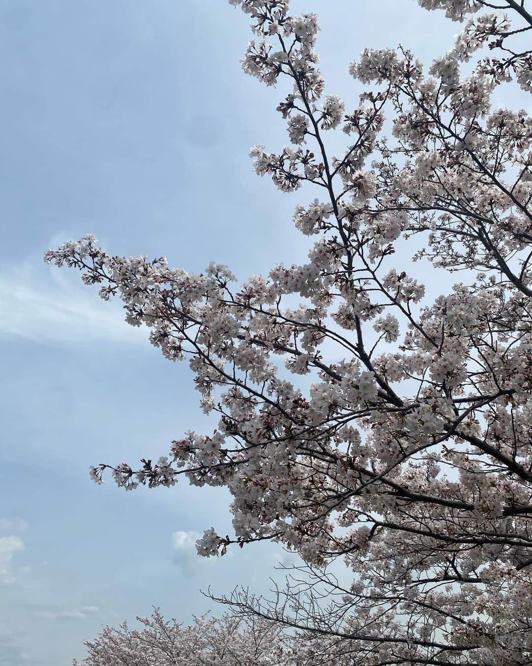 畠中清羅 さんのインスタグラム写真 - (畠中清羅 Instagram)「_  今年はもう花見予定なかったけど なんだかんだ今日も明日も見れそう🌸  元気いっぱいに咲いてる桜は 元気をもらえますね🙋‍♀️  お花で四季を感じられて幸せ🤍  日中は暑くなってきたので 水分補給を忘れずに✍️  #3歳#女の子#女の子ママ#親子」4月1日 17時43分 - seira_hatanaka