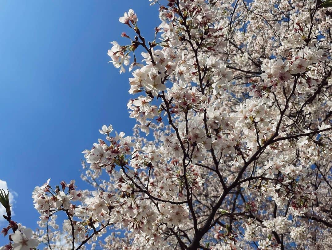 山口乃々華さんのインスタグラム写真 - (山口乃々華Instagram)「菜の花、桜！ 春です。4月です🐱」4月1日 17時53分 - yamaguchi_nonoka_official