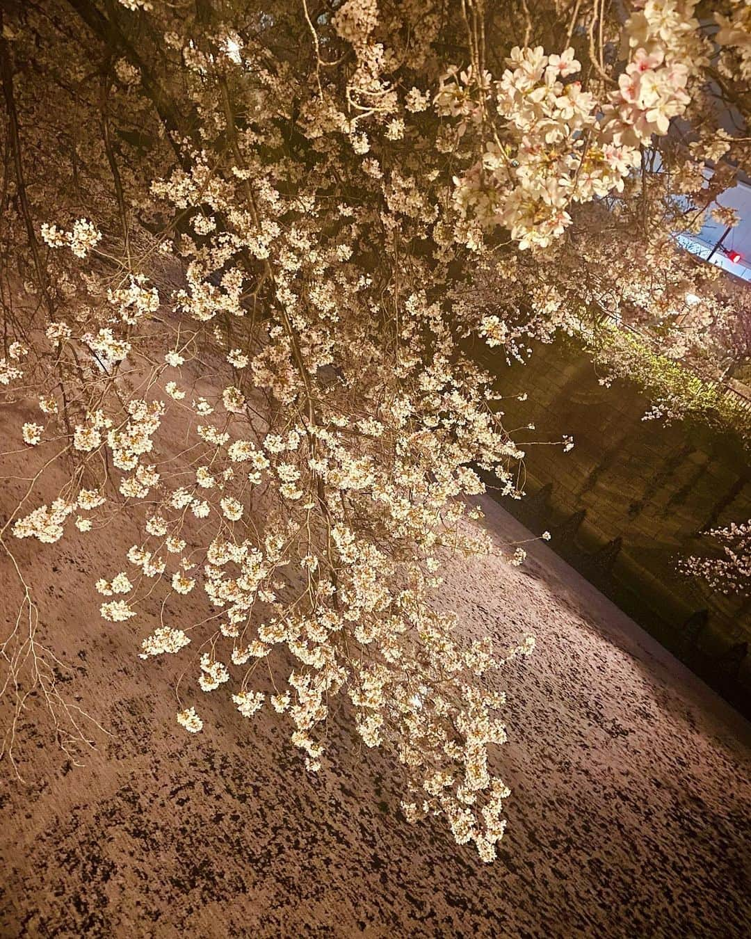 中村静香さんのインスタグラム写真 - (中村静香Instagram)「昨日のソロ花見〜☺️🌸  楽しくて一時間歩いちゃった  みんなはどんな嘘ついたの？ 私は結局、嘘つかなかったよ〜」4月1日 17時49分 - shizuka_nakamura_official