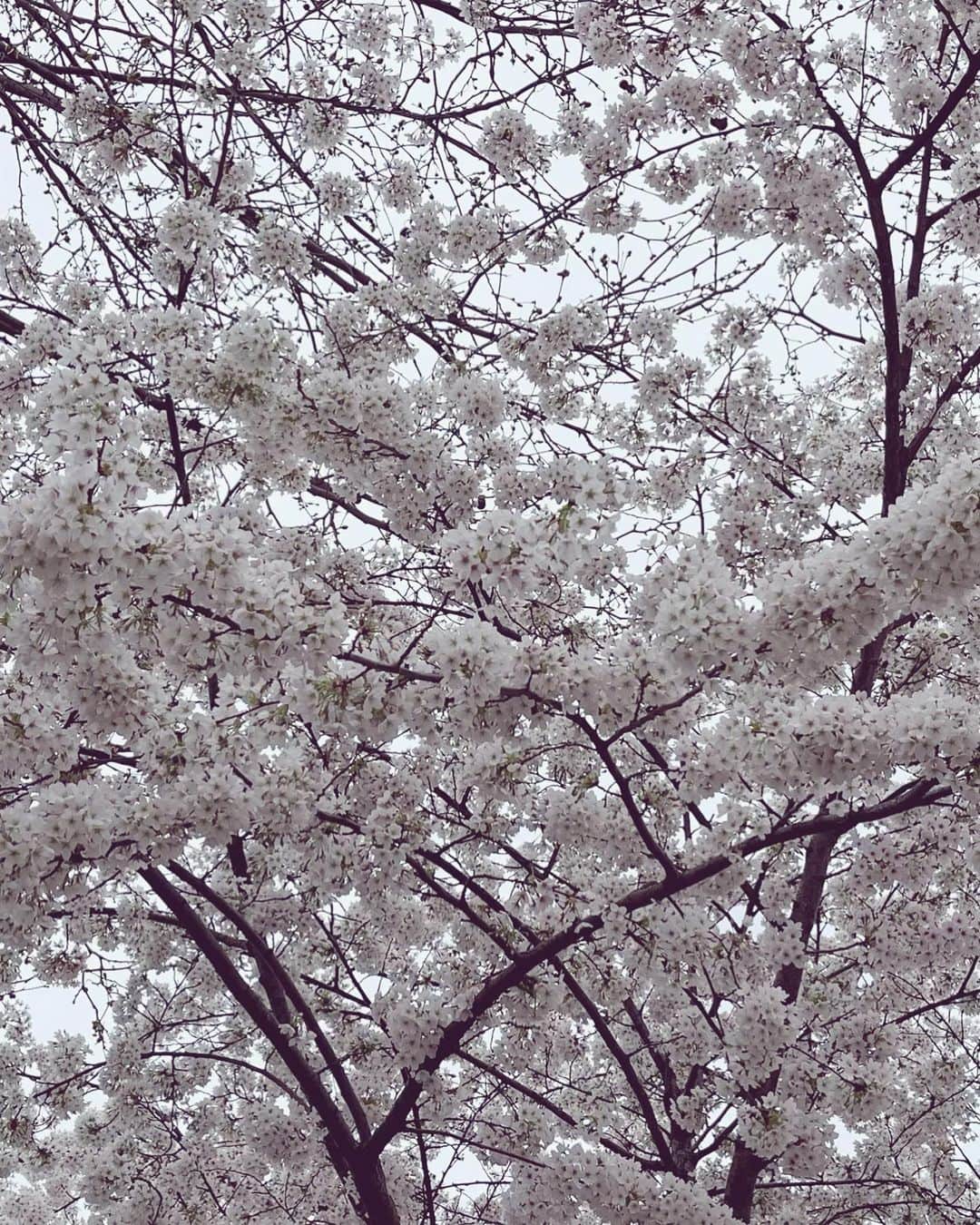 末永百合恵さんのインスタグラム写真 - (末永百合恵Instagram)「4月はじまり！Poisson d'avril. フランスでも桜が見られて嬉しい🌸  桜の色も、日本のものと比べると少し濃かったり、日本と同じように淡い色のものもあったりして、見ていておもしろい。  風が強くてまだ肌寒い日もあるけれど、春の風をふと感じると、どこにいても、季節の変わり目に感じる独特の感傷が湧いてくる。  これから環境が変わっていく人や、卒業から新しい出会いをされていくそれぞれの人達のはじまりが、素敵なものであるよう願う、4月1日。  今月もよろしくお願いします。  #フランス#パリ#桜#西洋ザクラ#春#季節の変わり目#4月 #poissondavril#spring#april#cherryblossom#sakura#france#paris#avril#saison#printemps#cerisier」4月1日 17時50分 - yurie__suenaga