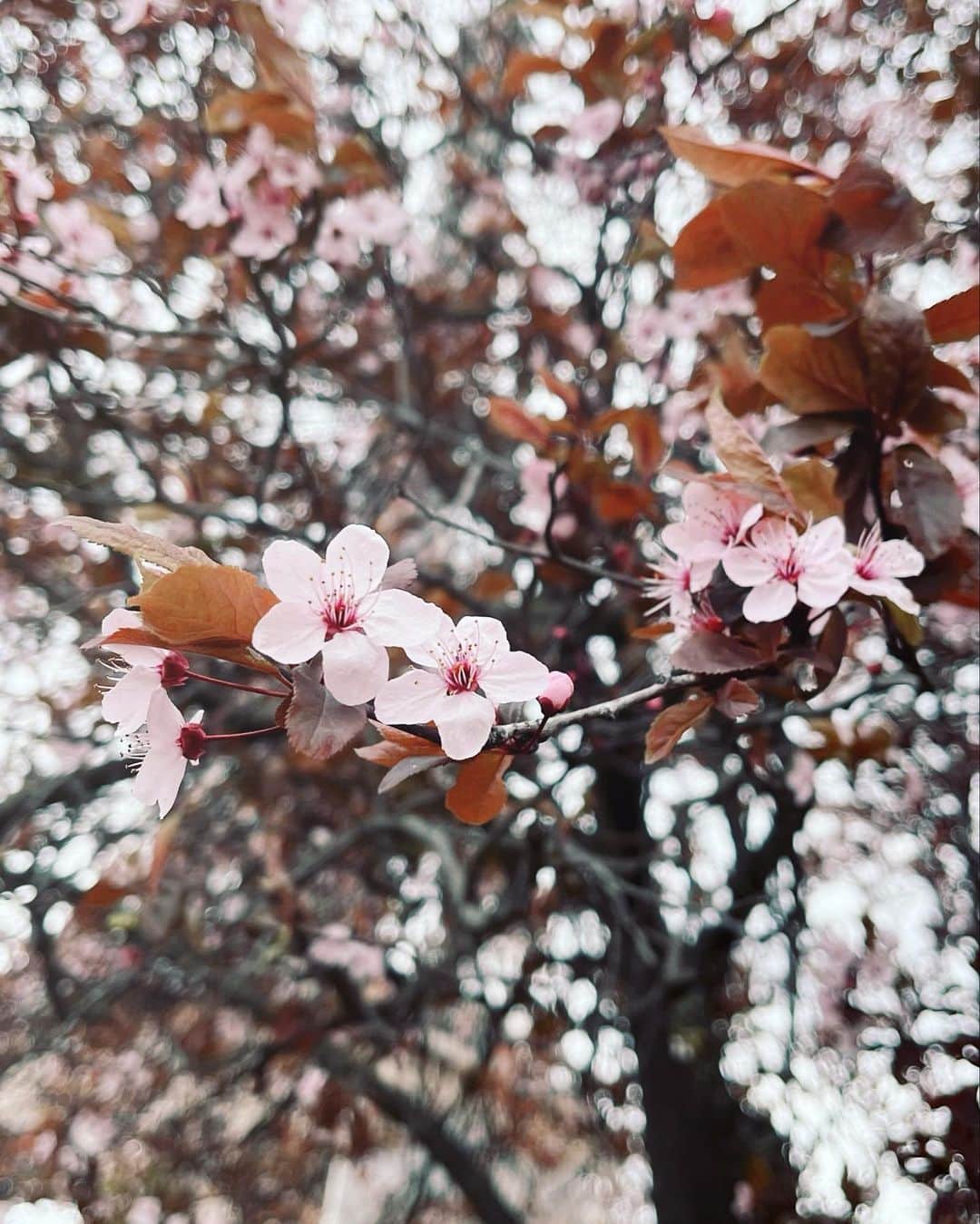 末永百合恵のインスタグラム：「4月はじまり！Poisson d'avril. フランスでも桜が見られて嬉しい🌸  桜の色も、日本のものと比べると少し濃かったり、日本と同じように淡い色のものもあったりして、見ていておもしろい。  風が強くてまだ肌寒い日もあるけれど、春の風をふと感じると、どこにいても、季節の変わり目に感じる独特の感傷が湧いてくる。  これから環境が変わっていく人や、卒業から新しい出会いをされていくそれぞれの人達のはじまりが、素敵なものであるよう願う、4月1日。  今月もよろしくお願いします。  #フランス#パリ#桜#西洋ザクラ#春#季節の変わり目#4月 #poissondavril#spring#april#cherryblossom#sakura#france#paris#avril#saison#printemps#cerisier」