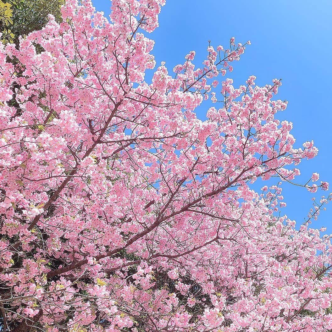 栗田萌さんのインスタグラム写真 - (栗田萌Instagram)「お花見🌸 桜を眺めながら一人でおさんぽ✨  青空に、満開の桜と菜の花のコントラストがとっても綺麗〜🥰  #お花見 #桜 #アーコレード #河津桜 #菜の花 #cherryblossom #sakura」4月1日 17時51分 - kurimoe_official