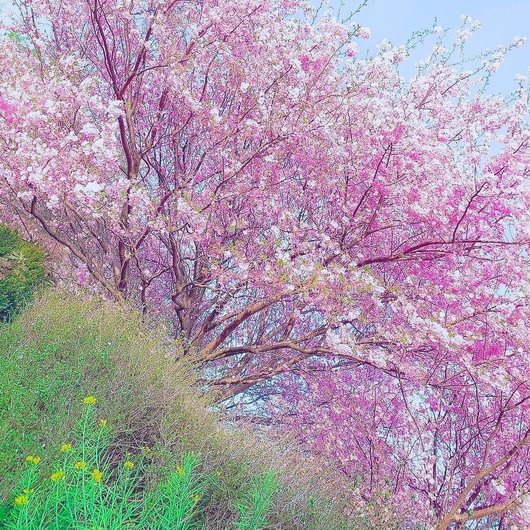 栗田萌のインスタグラム：「お花見🌸 桜を眺めながら一人でおさんぽ✨  青空に、満開の桜と菜の花のコントラストがとっても綺麗〜🥰  #お花見 #桜 #アーコレード #河津桜 #菜の花 #cherryblossom #sakura」