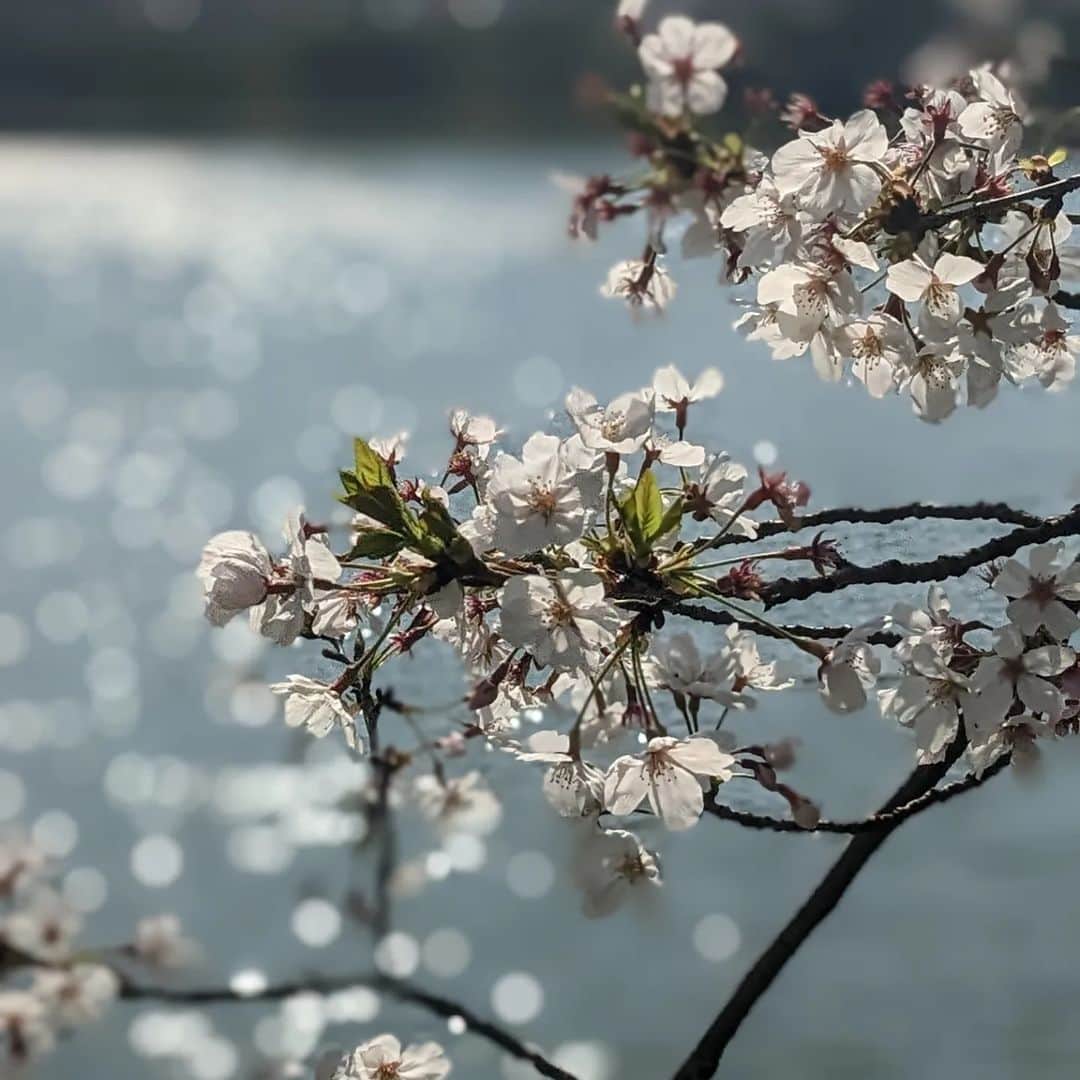 佐藤裕二のインスタグラム：「きょうは半袖でちょうど良い陽気でしたね。 桜も週末まで持ってくれました🌸  花見に行った方も多いのではないでしょうか。 良い週末をお過ごしください。  #桜#ソメイヨシノ#名古屋の春  #ジョギング#ランニング#ランニング花見  #メーテレ#アナウンサー#佐藤裕二  #自撮りおじさん」
