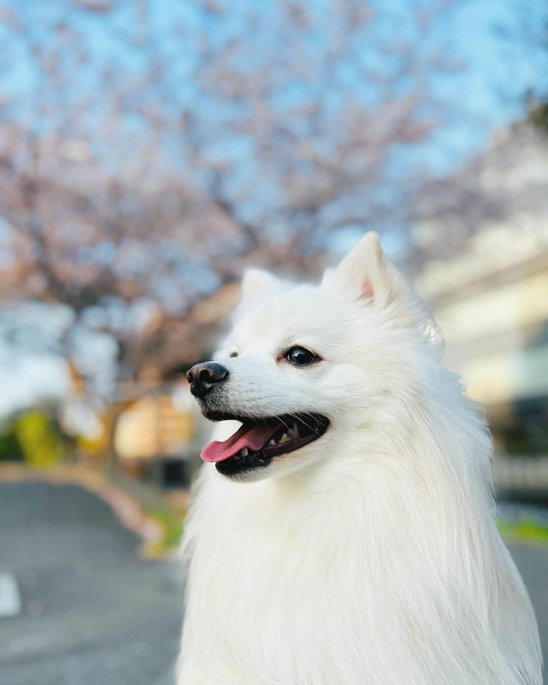 星見 蒼央＊Hoshimi aoのインスタグラム：「もうだいぶ葉桜になってきちゃったねぇ🌸  しらすとお花見おさんぽが気持ちいい季節🤍  #犬のいる暮らし  #桜 #お花見散歩」