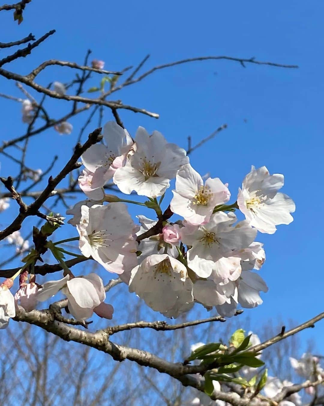 滝香織さんのインスタグラム写真 - (滝香織Instagram)「. . 久しぶりに西条のカフェ#櫻櫻 さんに行ってきました✨ @sakura.sakura.2  桜の頃に行ってみたいとずっと思っていて、ようやく伺うことができました😆  櫻もカレーもスイーツも大満喫😋 ヤギのサクとハナにも会えて楽しい時間でした♪  #櫻2  #桜 #桜スポット #桜満開 #カフェ #カレー #愛媛カレー #愛媛カフェ #西条カフェ」4月1日 18時07分 - kaorin_taki