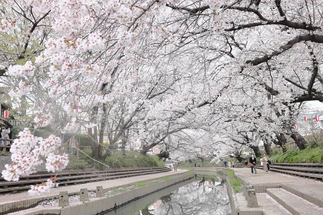 kiccyomuのインスタグラム：「☀️ 2023.04.01 Sat #元荒川の桜並木 をぶらり ちょっと曇り空だったけど 川沿いを歩いて #桜 咲く春らしい光景を満喫😊  今日も… 近所🌸をぶらり🚶🚶‍♀️  今日から4月🌸 春らしい陽気になりました 今月もよろしく🤗  location #埼玉 ❣️ 📷撮影 2023年3月27日」