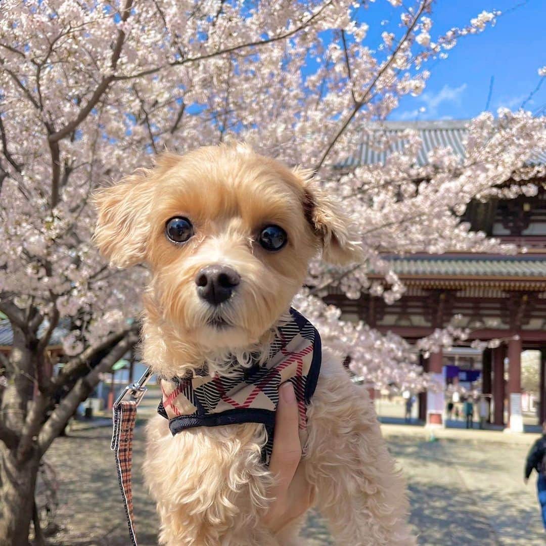 美緒のインスタグラム：「🐶🌸🍡  我が家の末っ子ちゃんと2人でお出かけしました🐶 お天気がよかったからか、いつもより足取りも軽やかでなんだか楽しそうでした🌸  (屋台が出ていたのにお財布を忘れて何も買えなかった…🍡)  #instadaily #instagood #dog #桜 #愛犬 #まるぷー #マルプー #マルプー連合」