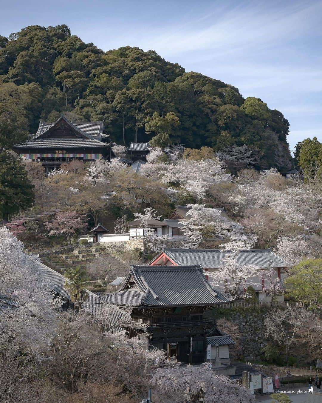 иαяα & куσтσ νιятυαℓ ωσяѕhιρのインスタグラム：「長谷寺（桜） . 奈良県桜井市初瀬 総本山長谷寺の春（縦構図） . 長谷寺さんへお伺いすると見所多すぎていつも撮影枚数が大変なことになります。 見直すと連写分も含めると2000枚も撮影してました。 多いので横構図、縦構図で撮影したものを2回に分けて投稿させて頂きます。  ＝＝＝＝＝＝＝＝＝＝＝＝＝＝＝＝＝＝＝＝＝  Location：Nara Japan Gear：SONY α7Ⅲ Lens：TAMRON 20-40mm F2.8 Di III VXD  Please share and follow my page. @i_masanao  ＝＝＝＝＝＝＝＝＝＝＝＝＝＝＝＝＝＝＝＝＝  #奈良 #桜🌸 #さくら🌸 #サクラ🌸 #長谷寺 #総本山長谷寺 #奈良観光 #奈良の風景 #奈良県景観資産 #わたしは奈良派 #photo_jpn #team_jp_ #lovers_nippon #retrip_nippon #wu_japan #japan_of_insta #team_jp_ #nipponpic #japan_daytime_view」