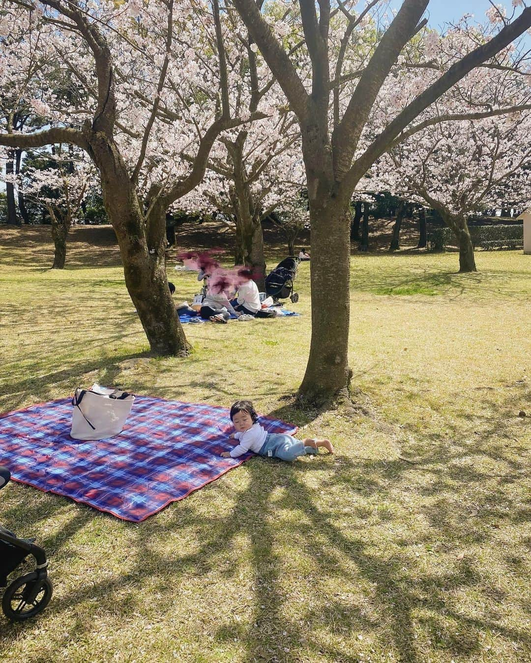 鬼辻麻衣さんのインスタグラム写真 - (鬼辻麻衣Instagram)「🌸  めっちゃ天気が良くて 桜も満開で、お花見日和だった日🌸  こんな気候のいい日にお花見できたの初めてかも❣️  人好きの👦🏻は、まわりに居る 👵🏻ちゃんや👧🏻ちゃん達にたくさん 遊んでもらえてめっちゃ楽しそうやった🤣 家では何をするにもママ！ママ抱っこ！こっち来て！ ってめちゃくちゃ求められるのに 外に行くと違う人の所に一目散🏃‍♂️ 優しい人ばかりで助かりまくる日々。  伶ちゃんはいつでもどこでも お利口ちゃんです👶🏻🌸🌸笑  #吉野公園　#鹿児島　#鹿児島お花見」4月1日 18時36分 - kitsumai