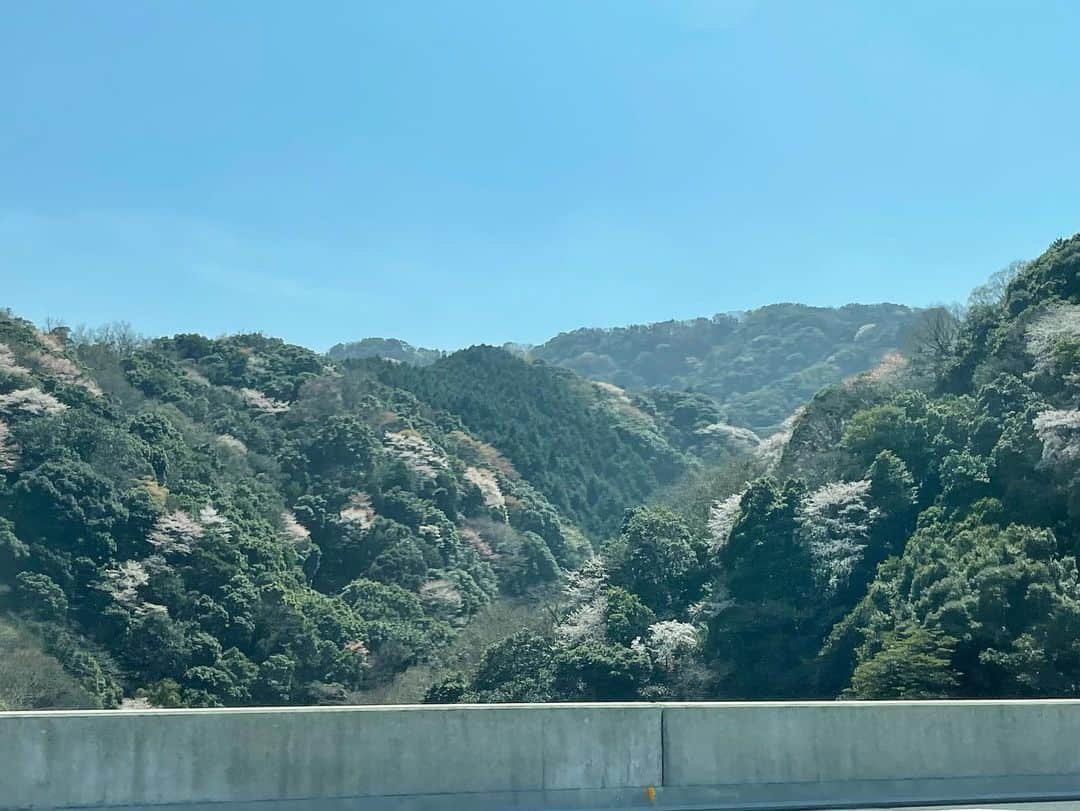 藤沢久美さんのインスタグラム写真 - (藤沢久美Instagram)「今日は、ようやく梅が咲いたばかりの河口湖を出発して、新東名で春爛漫の西へ。  車窓に広がる桜の花と新緑の萌が、とても美しい。この優しい色合いが和の色なんだろうなぁ。。  #春 #新東名 #桜」4月1日 18時31分 - kumifujisawa