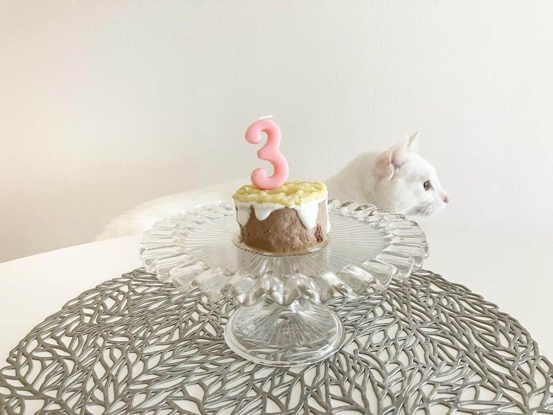 長谷川ゆうのインスタグラム：「Happy Brithday チャイ🐾  3歳になりました！ 本当におめでとぉ♡  いつも見ていた保護猫サイトで一際弱々しい表情をしていた白猫がチャイです。  里親になった日から この子を世界一大好きって言われる猫にしてあげようと思って、毎日寝起きから「大好き」って伝え続けてます♡  私のところにきて 少しでも幸せだなーと感じてくれてたら嬉しいな。  このままずーっと 長生きしてね♡  今年の誕生日ケーキは テリーヌに水切りヨーグルトでクリーム風にして、上にチャイの大好きなさつまいものクリーム乗せてデコレーションしました！  チャイへ 3歳になるので、寝てる私の顔を舐めるついでに甘噛みするのはやめましょう。笑  . . #birthday #cat #catstagram #保護猫 #保護猫と暮らす #🐈」