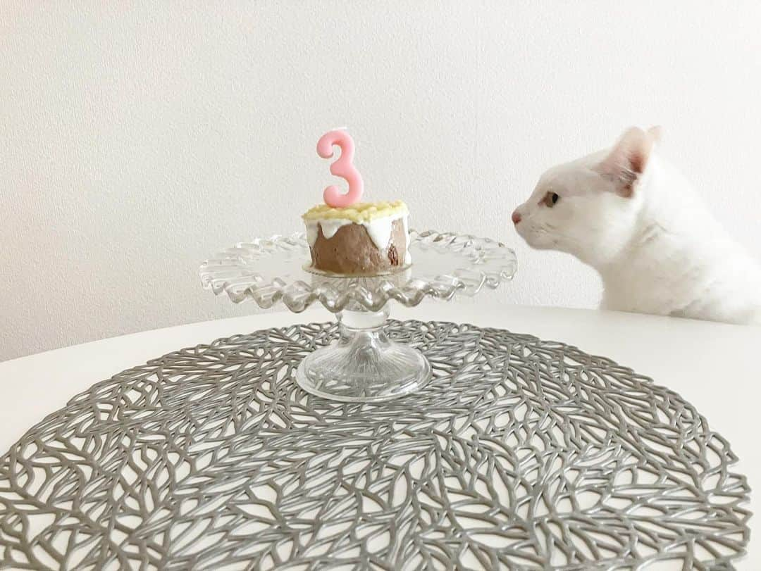 長谷川ゆうさんのインスタグラム写真 - (長谷川ゆうInstagram)「Happy Brithday チャイ🐾  3歳になりました！ 本当におめでとぉ♡  いつも見ていた保護猫サイトで一際弱々しい表情をしていた白猫がチャイです。  里親になった日から この子を世界一大好きって言われる猫にしてあげようと思って、毎日寝起きから「大好き」って伝え続けてます♡  私のところにきて 少しでも幸せだなーと感じてくれてたら嬉しいな。  このままずーっと 長生きしてね♡  今年の誕生日ケーキは テリーヌに水切りヨーグルトでクリーム風にして、上にチャイの大好きなさつまいものクリーム乗せてデコレーションしました！  チャイへ 3歳になるので、寝てる私の顔を舐めるついでに甘噛みするのはやめましょう。笑  . . #birthday #cat #catstagram #保護猫 #保護猫と暮らす #🐈」4月1日 18時33分 - haseyuu08