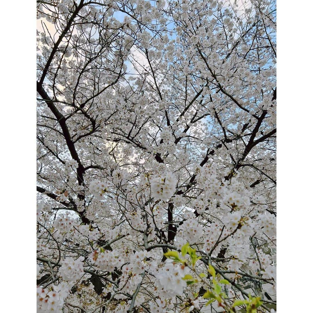 ダンソン・タンさんのインスタグラム写真 - (ダンソン・タンInstagram)「傍晚 也很美 - #DT #cherryblossom  #中目黑  #唐禹哲」4月1日 18時34分 - dt_0902