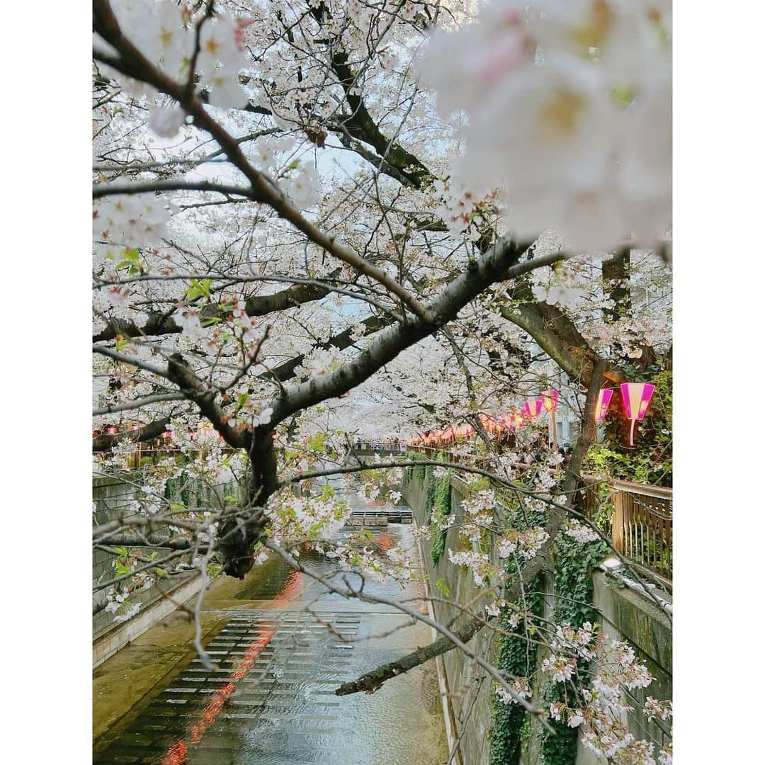 ダンソン・タンさんのインスタグラム写真 - (ダンソン・タンInstagram)「傍晚 也很美 - #DT #cherryblossom  #中目黑  #唐禹哲」4月1日 18時34分 - dt_0902