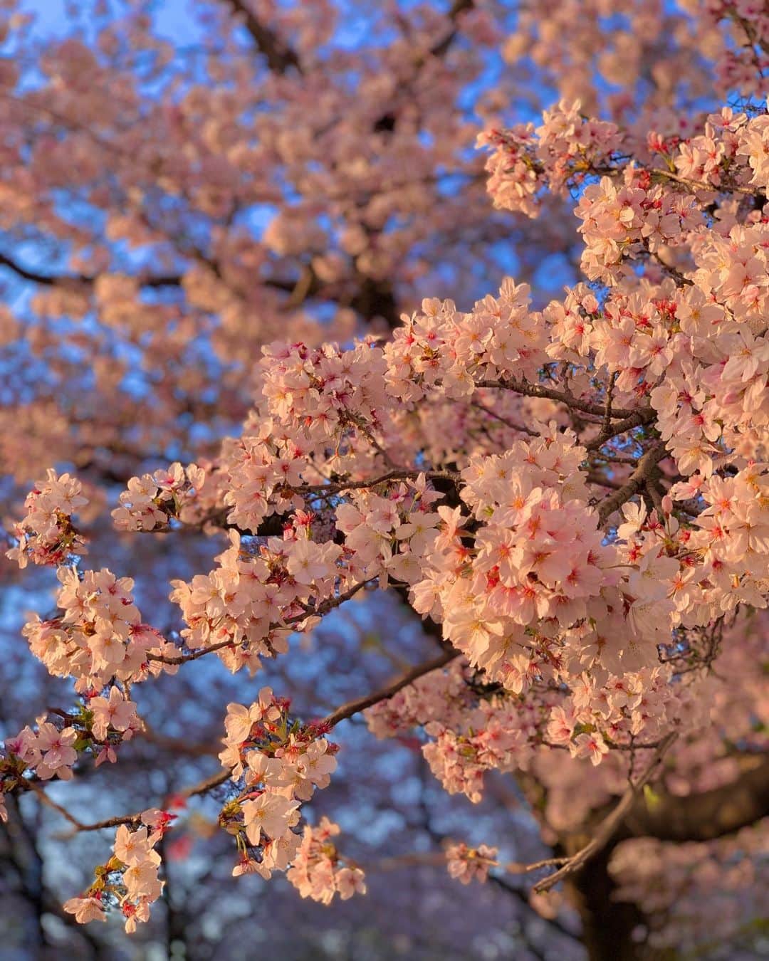 けいとのインスタグラム：「春ですね 花見したいですね 桜の木の下でおにぎりを貪りたい  #春 #桜  #花見」