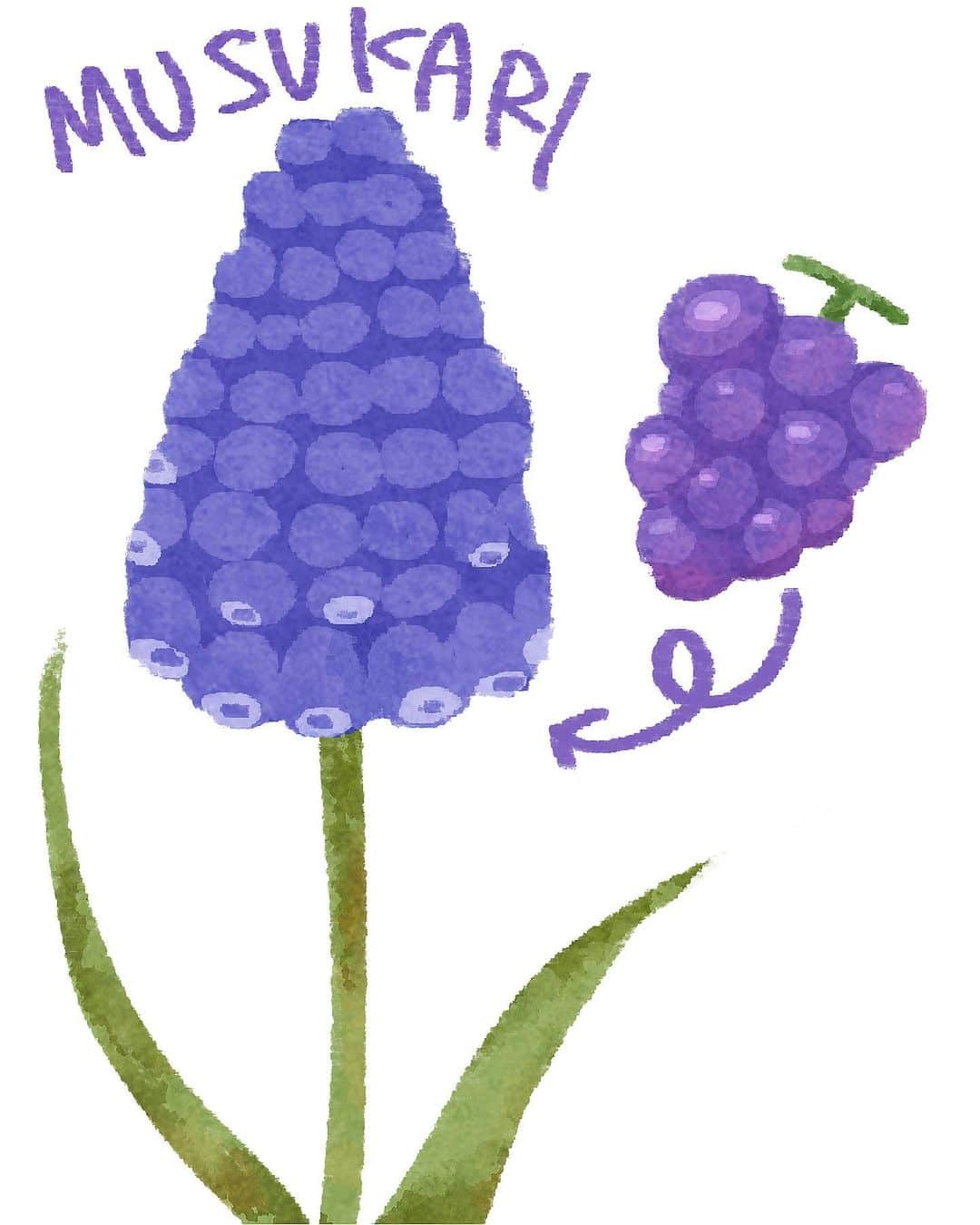 あらもんさんのインスタグラム写真 - (あらもんInstagram)「最近よく見る紫の植物。 ブドウを逆さにしたような見た目なので逆ブドウと名付けておりましたが、ムスカリというそうです。 グレープヒヤシンスっていう別名もあるらしいけど、私の中ではもうすっかり逆ブドウ…🍇  #カービィ #星のカービィ  #イラスト #イラストグラム  #kirby  #kirbyfanart  #fanart #illustration #illust  #illustgram #drawing  #clipstudiopaint  #procreate #デジタルイラスト #ぶどう #grape #花 #flowers」4月1日 18時35分 - mikuro8423
