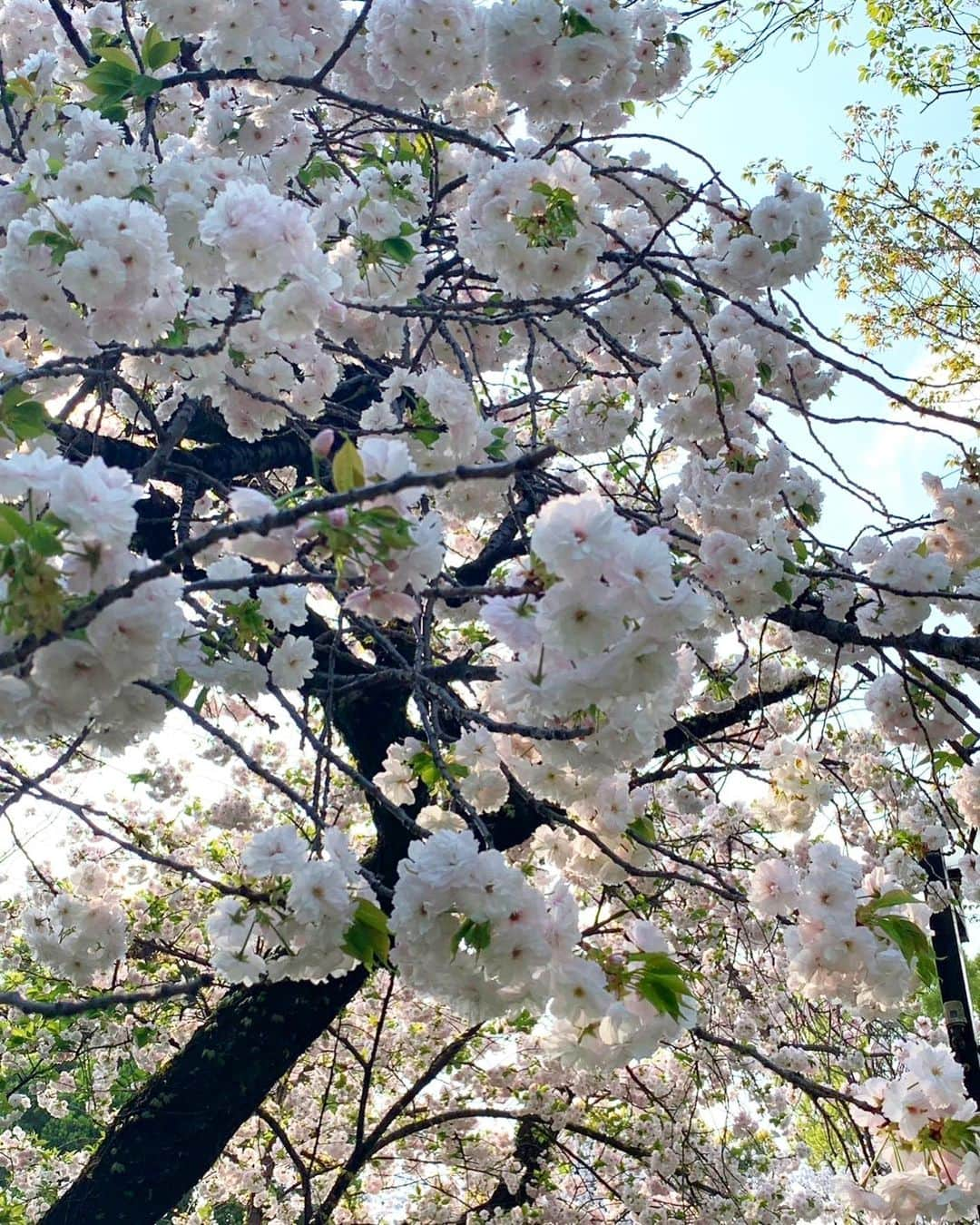 石坂友里さんのインスタグラム写真 - (石坂友里Instagram)「🌸🌸🌸🌸🌸🌸🌸🌸🌸🌸🌸🌸🌸🌸🌸🌸🌸🌸🌸🌸🌸🌸🌸🌸🌸🌸🌸🌸🌸🌸🌸🌸🌸🌸🌸🌸」4月1日 18時45分 - yuri.d