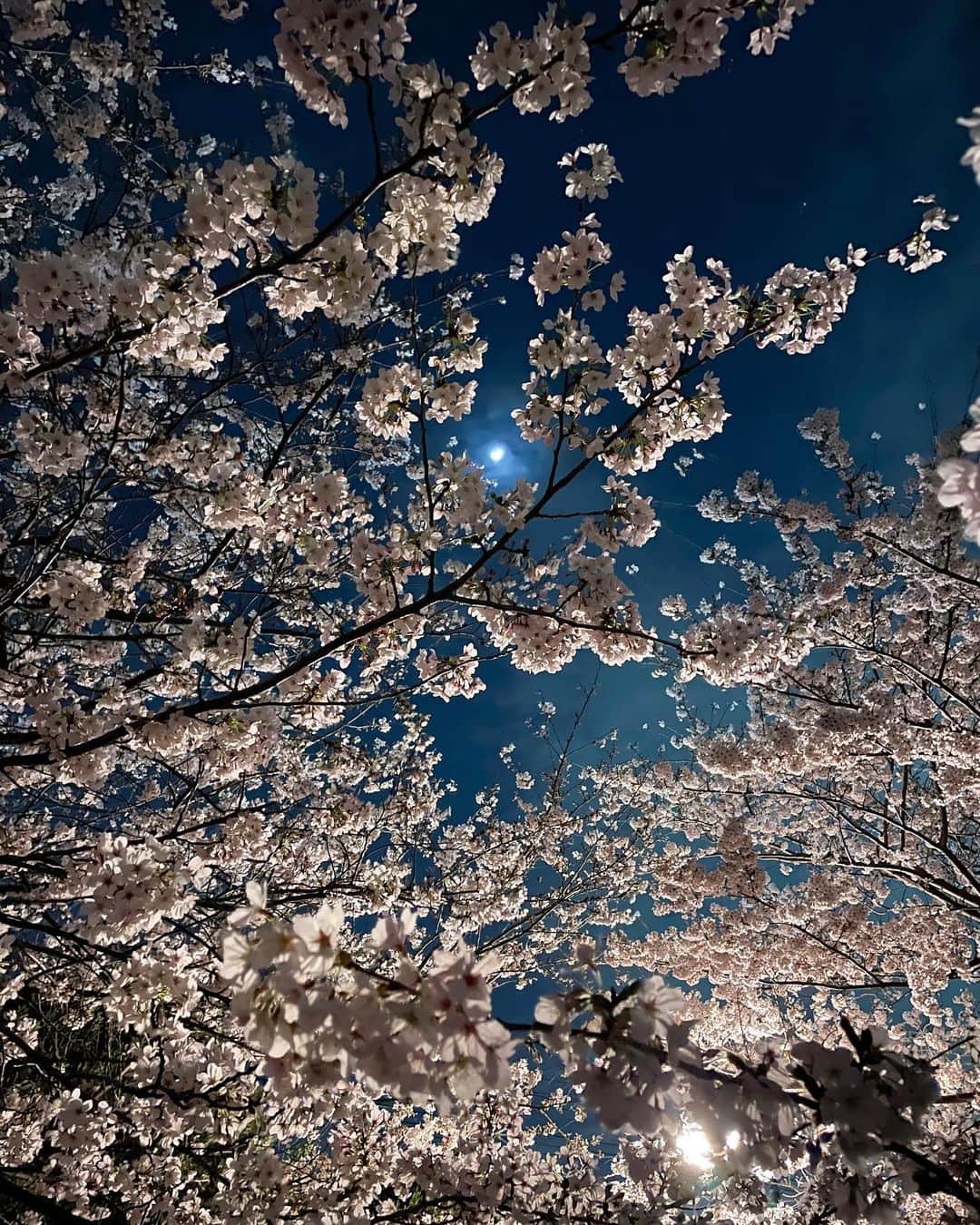 Kanaさんのインスタグラム写真 - (KanaInstagram)「ㅤ ㅤ 先日夜桜を見に行ってきました🌜 ㅤ 夜桜、日中とは違った雰囲気で すごい綺麗だった🥹✨ 夜空に桜が映える、、！ ㅤ ライトアップされてる桜って 風情があっていいね😮‍💨🌸 ㅤ ㅤ この日のお花見コーデはこちら💁🏻‍♀️ ㅤ tops / @gigi_viora_official pants / @uniqlo_jp shoes / @randa_pic watch, necklace / @danielwellington pierces / @anemone_official bag / @olu.myself ㅤ このコーデ、お洋服から小物まで まるっっっと全部お気に入り🫶🏻 ㅤ ㅤ このペプラムトップス、 きっちり系もカジュアル系も合うから すごい重宝する🦙🫧 ㅤ DWの腕時計は 桜カラーでお花見にぴったりだった🌸💓 ㅤ 何個か前の投稿にも載せましたが、 DW公式ウェブサイトと直営店舗で使用可能の 15%OFFになるクーポンコードを 発行していただいたので ぜひお使いください~~🐶🎟💘 ▷▷▷【 igkalnnas 】( 使用期限:2023年5月31日 ) ㅤ 丁度今「DWと春を呼べ」投稿キャンペーン ( 5名に総額50万円（仮）の豪華プレゼント )を 開催しているので要チェックです👌🏻💗 ㅤ ㅤ ㅤ ㅤ ㅤ ㅤ ㅤ ㅤ ㅤ #ダニエルウェリントン #DWPastel #DWと春を呼べ #春先取り #プレゼントキャンペーン #YESDW #danielwellington #春コーデ #お花見コーデ #お散歩コーデ #お花見 #夜桜 #桜 #ジジヴィオラ #sakura #outfitoftheday #ootd #gigiviora」4月1日 18時43分 - kalnnas2