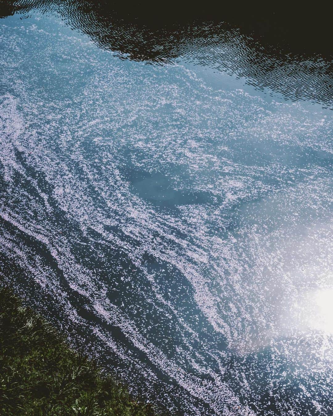佐藤俊斗さんのインスタグラム写真 - (佐藤俊斗Instagram)「早朝の千鳥ヶ淵。 水面に浮かぶ桜模様が美しすぎて感動しながら写真を撮りました。」4月1日 18時49分 - shuntosato