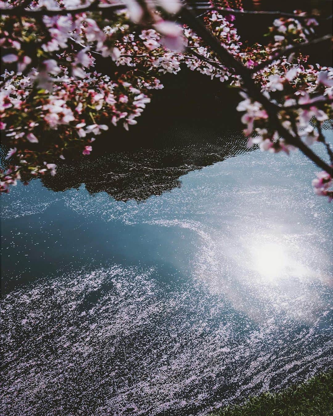佐藤俊斗さんのインスタグラム写真 - (佐藤俊斗Instagram)「早朝の千鳥ヶ淵。 水面に浮かぶ桜模様が美しすぎて感動しながら写真を撮りました。」4月1日 18時49分 - shuntosato