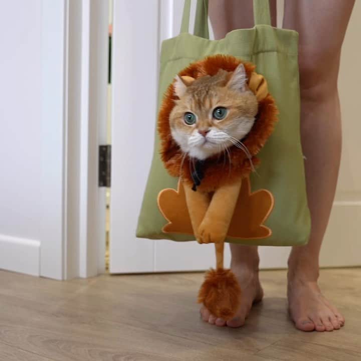 のインスタグラム：「Hosico: It’s all because someone’s bags are too narrow. 🛍️ Mom: No! It’s because someone eats too much! 🐹」