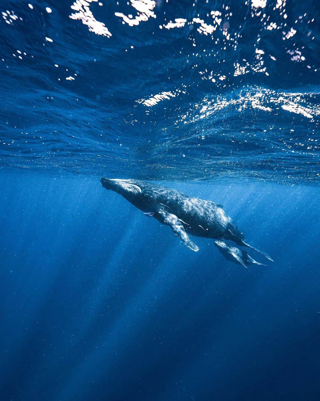 H I R O M I M O R I Y Aのインスタグラム：「Beautiful earth💙  クジラの親子かわいいなー🐋 光の差し方とか親が子供を引っ張ってる図とか全部がいいよね📸  人だけじゃなくて生き物をもっと撮りたい📸  #whale #whalelover #earth #paditv #planetocean #planetearth #uw #uwphotography #sea #ocean #earthpix #earthofficial #okinawa #クジラ　#ホエールスイム　#underwater #mpwhaleswim #ngswhaleswim」