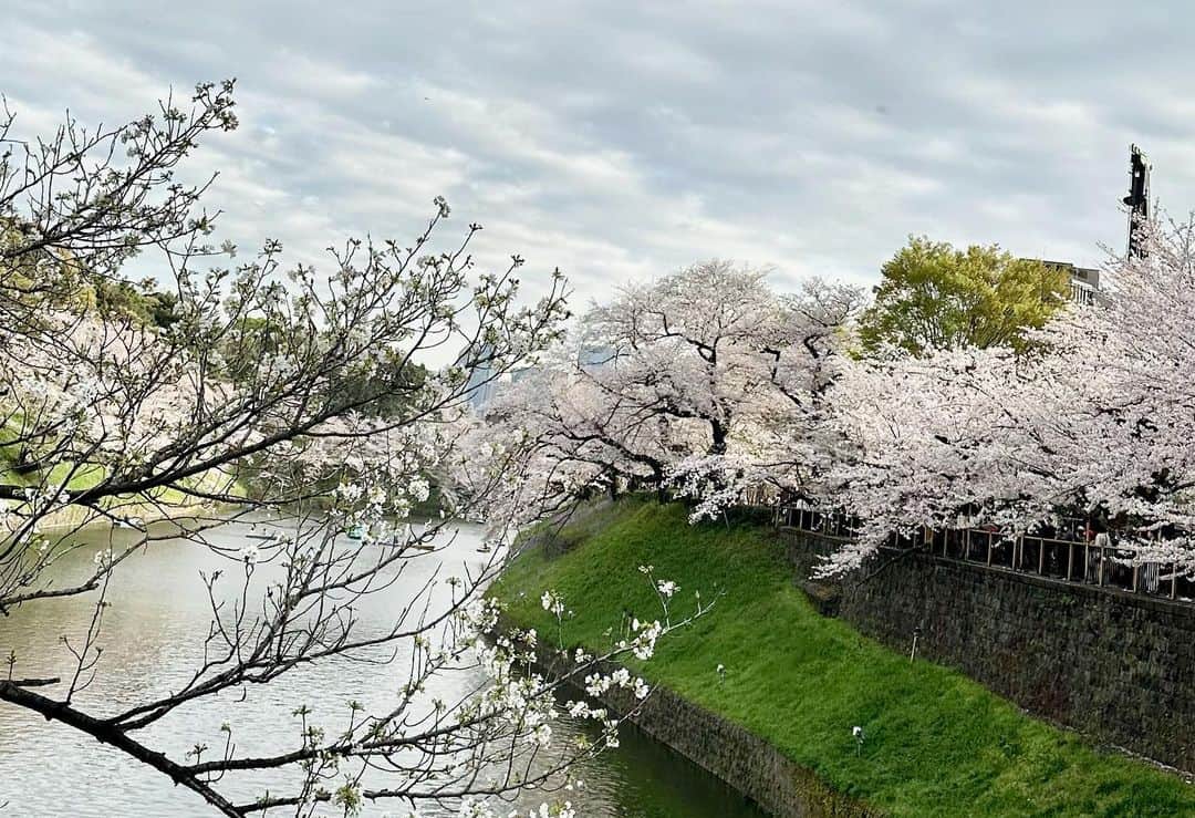 愛白もあさんのインスタグラム写真 - (愛白もあInstagram)「🌸2023の桜🌸 ゆりなと 菜の花と桜の名所ஐ ⁡ ななちゃんとみくと 目黒川の夜桜❀ ⁡ 家族と すごい人だったけど撮影できた 北の丸公園の桜✾ ⁡ 今年は雨も多かったですが沢山見ることができました☺️ ⁡ ⁡どこもとても綺麗でした😍  #桜2023年」4月1日 19時00分 - aishiro_moa