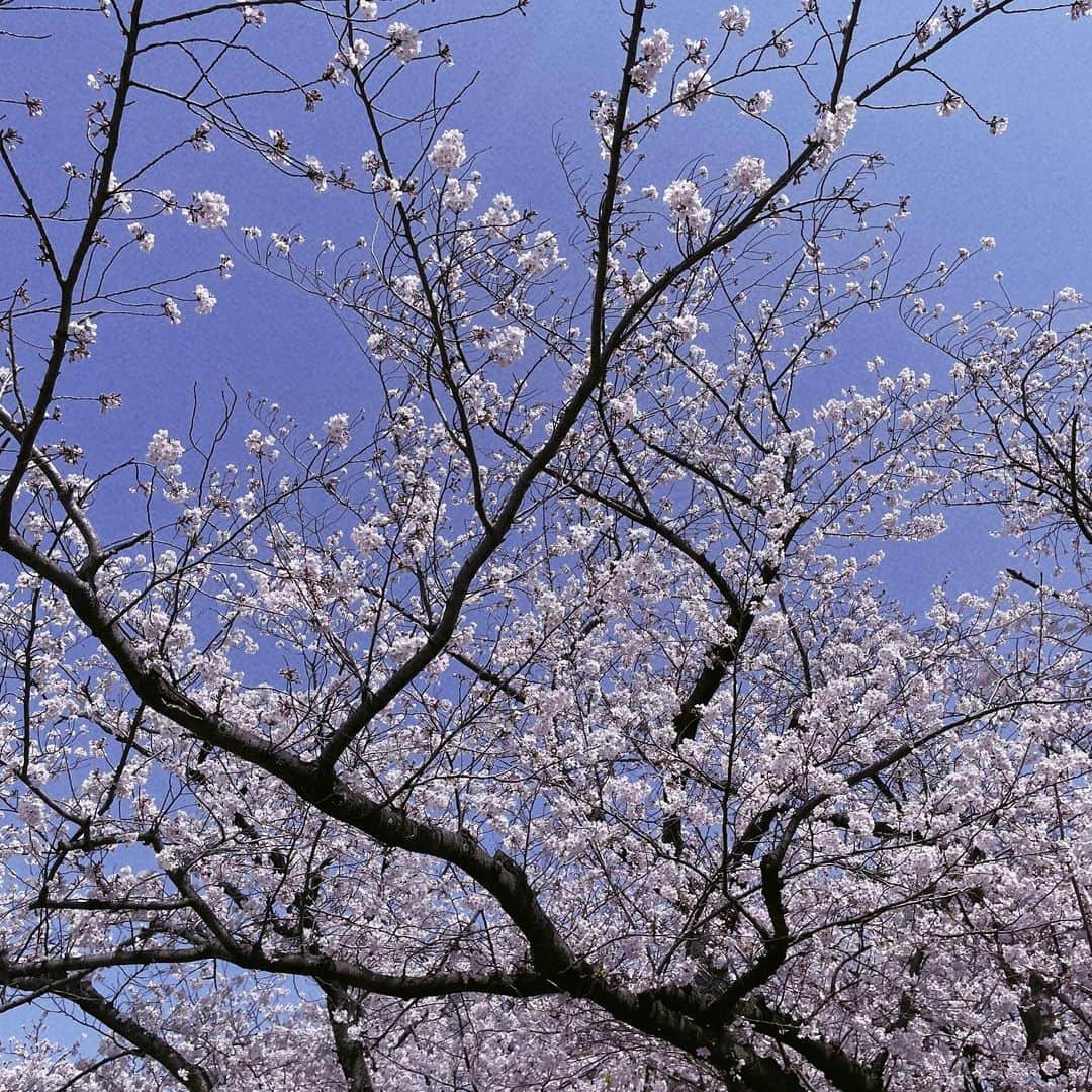 藤村木音のインスタグラム：「･ 4月こんにちは🌸 今年は桜がたくさん見れて幸せです 出会いと別れの季節、 皆さんにとって素敵な春になりますように…！」