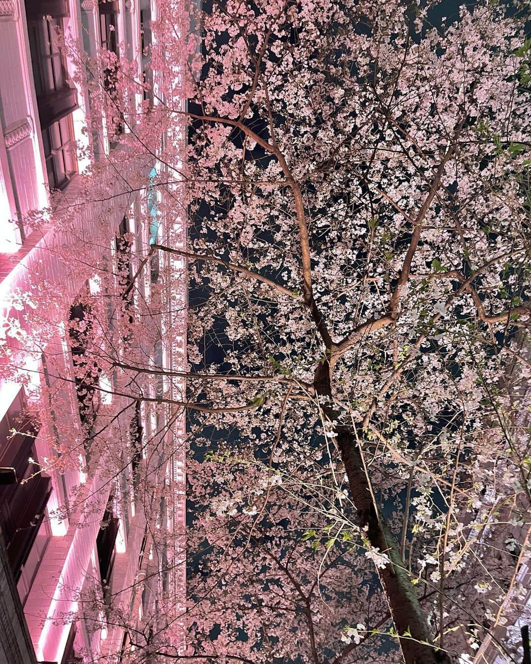 桑島 夢のグルメインスタ