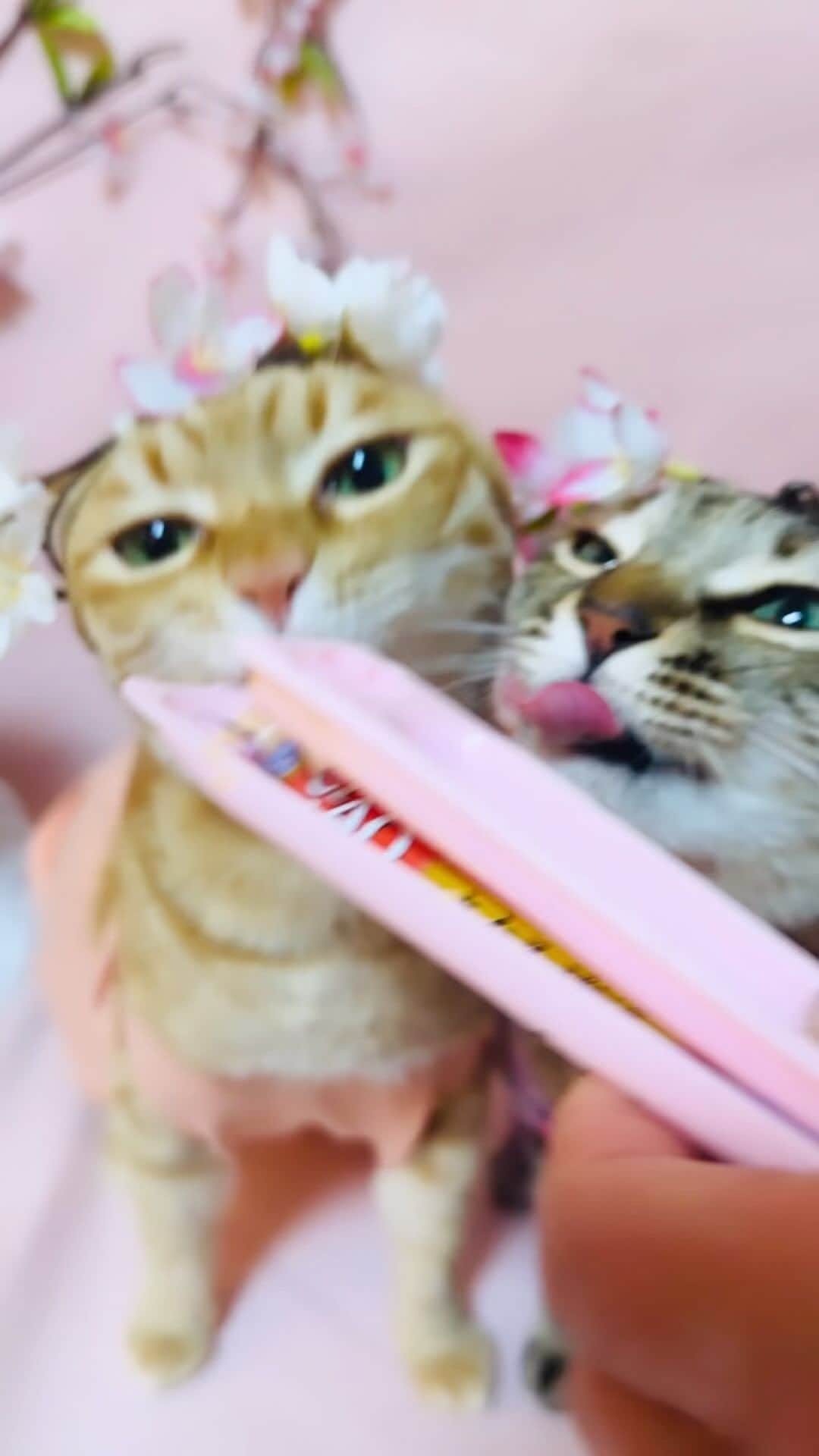 マロのインスタグラム：「🌸花よりちゅーる😹🌸 ✴︎ 今月もマローペースな投稿になると思いますが よろしくお願いします💕(=^ェ^=)💕 ✴︎ I think it will be a Maro-paced post this month as well, thank you for your support❣️ ✴︎ #cat#cats#catsofinstagram#sweetcatclub#😻 #cherryblossom#ねこ#ねこ部#ねこすたぐらむ  #猫#エイプリルフール#さくら#桜#ちゅーる #猫のいる生活#猫のいる暮らし#保護猫」