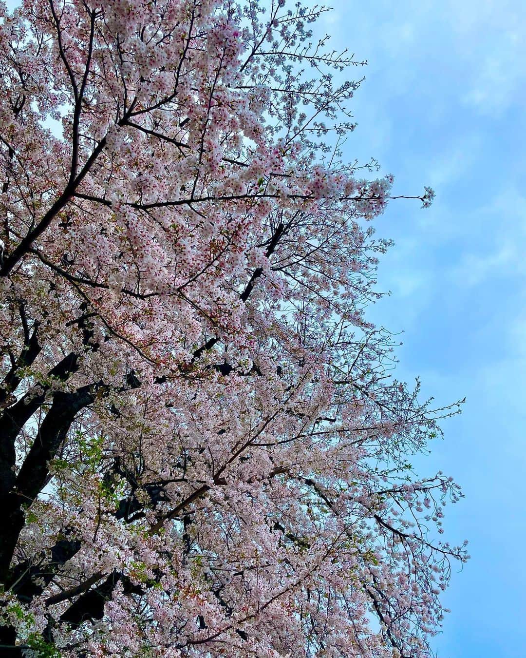北原里英さんのインスタグラム写真 - (北原里英Instagram)「桜とカフェとお花見🌸」4月1日 19時39分 - rie_kitahara_3